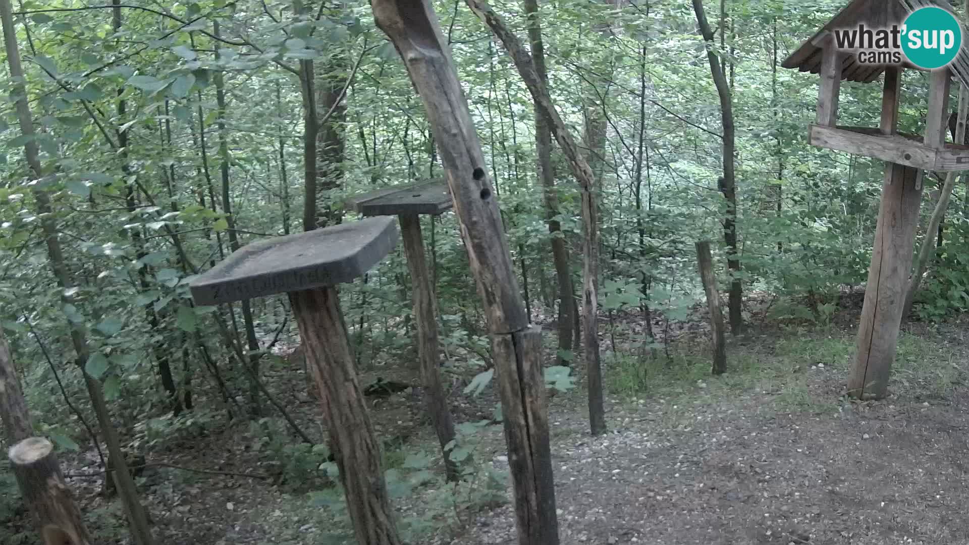 Bird feeders at ZOO Ljubljana webcam