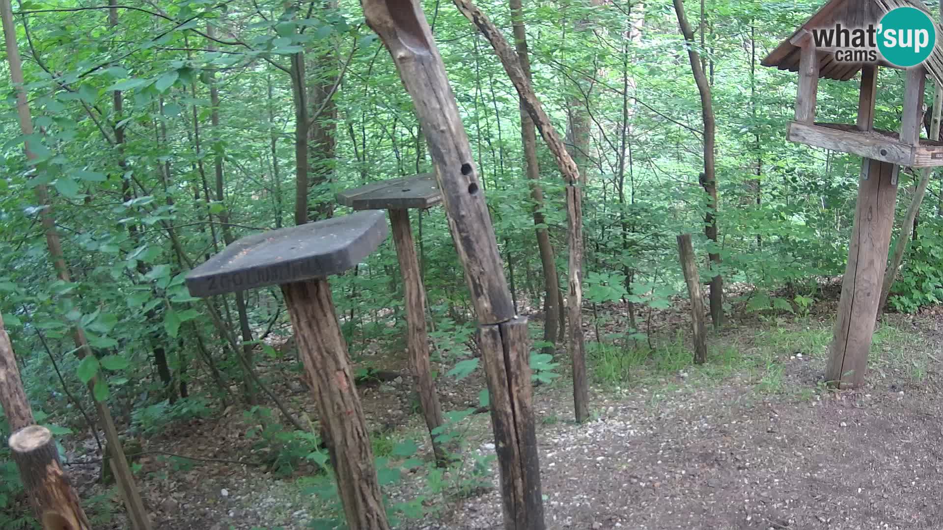 Comederos para pájaros en ZOO Ljubljana camera en vivo