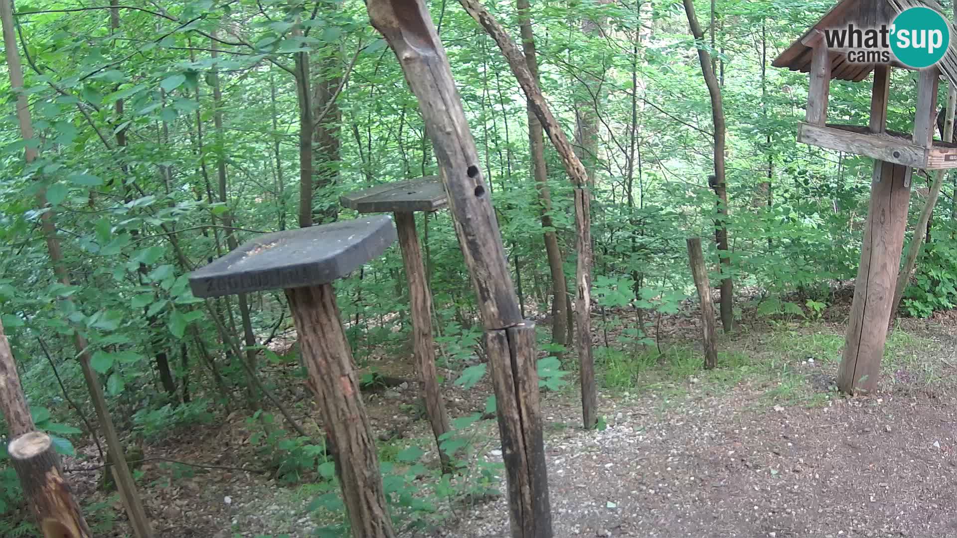 Mangeoires pour oiseaux au ZOO live webcam Ljubljana