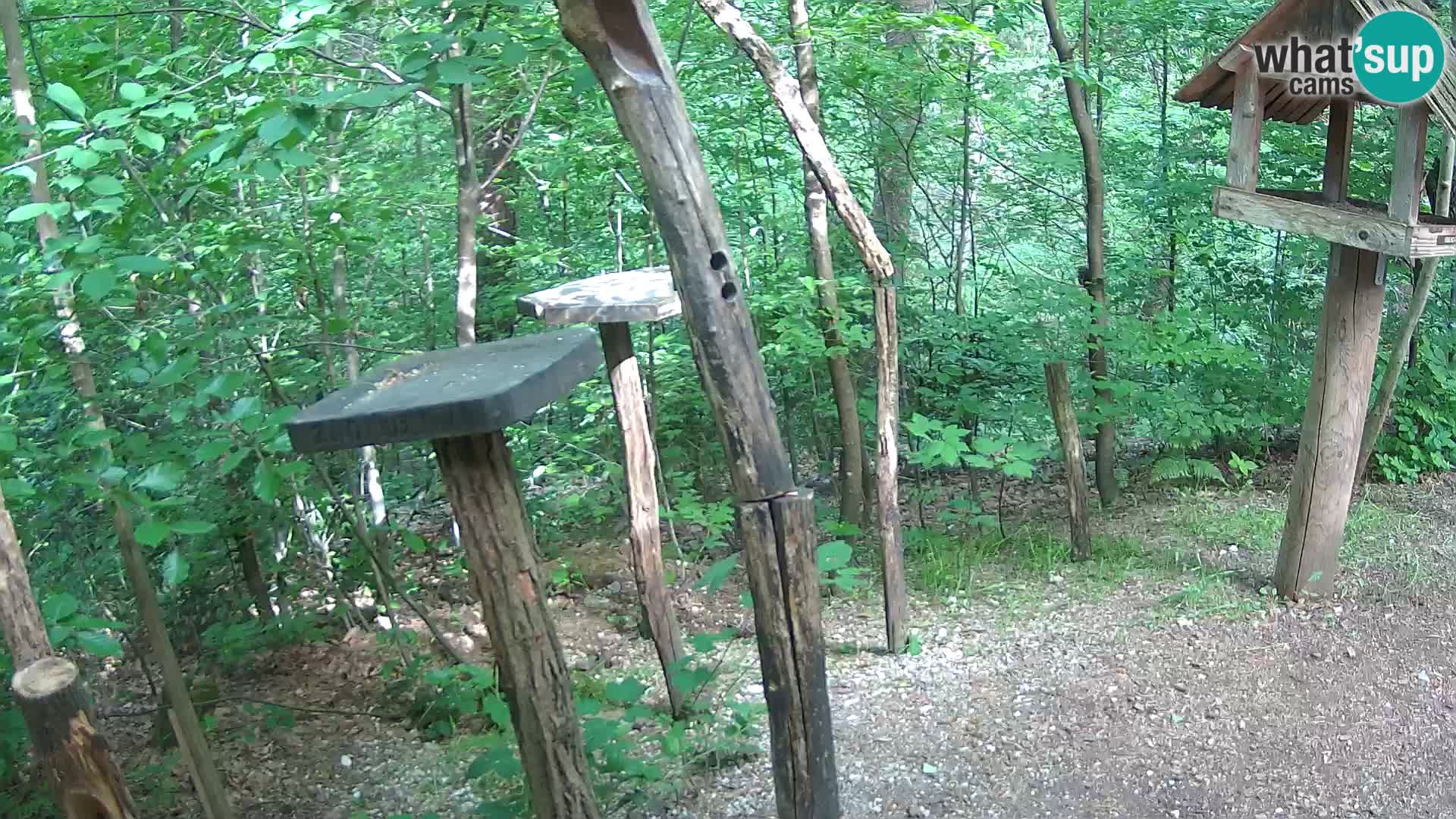 Mangiatoie per uccelli allo ZOO di Lubiana livecam