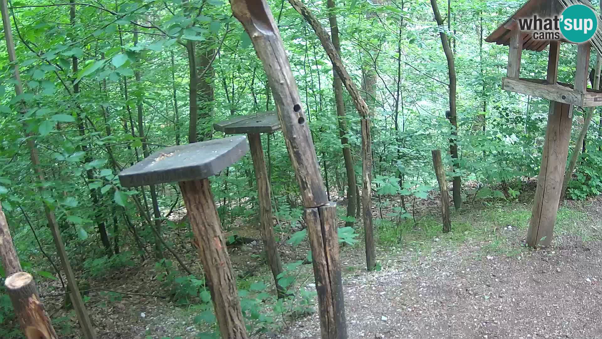 Krmilnice za ptiče v ZOO Ljubljana spletna kamera