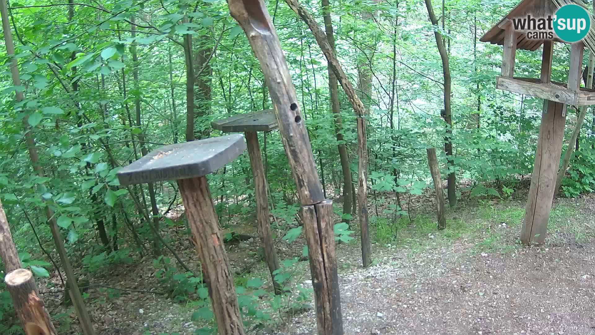 Mangeoires pour oiseaux au ZOO live webcam Ljubljana