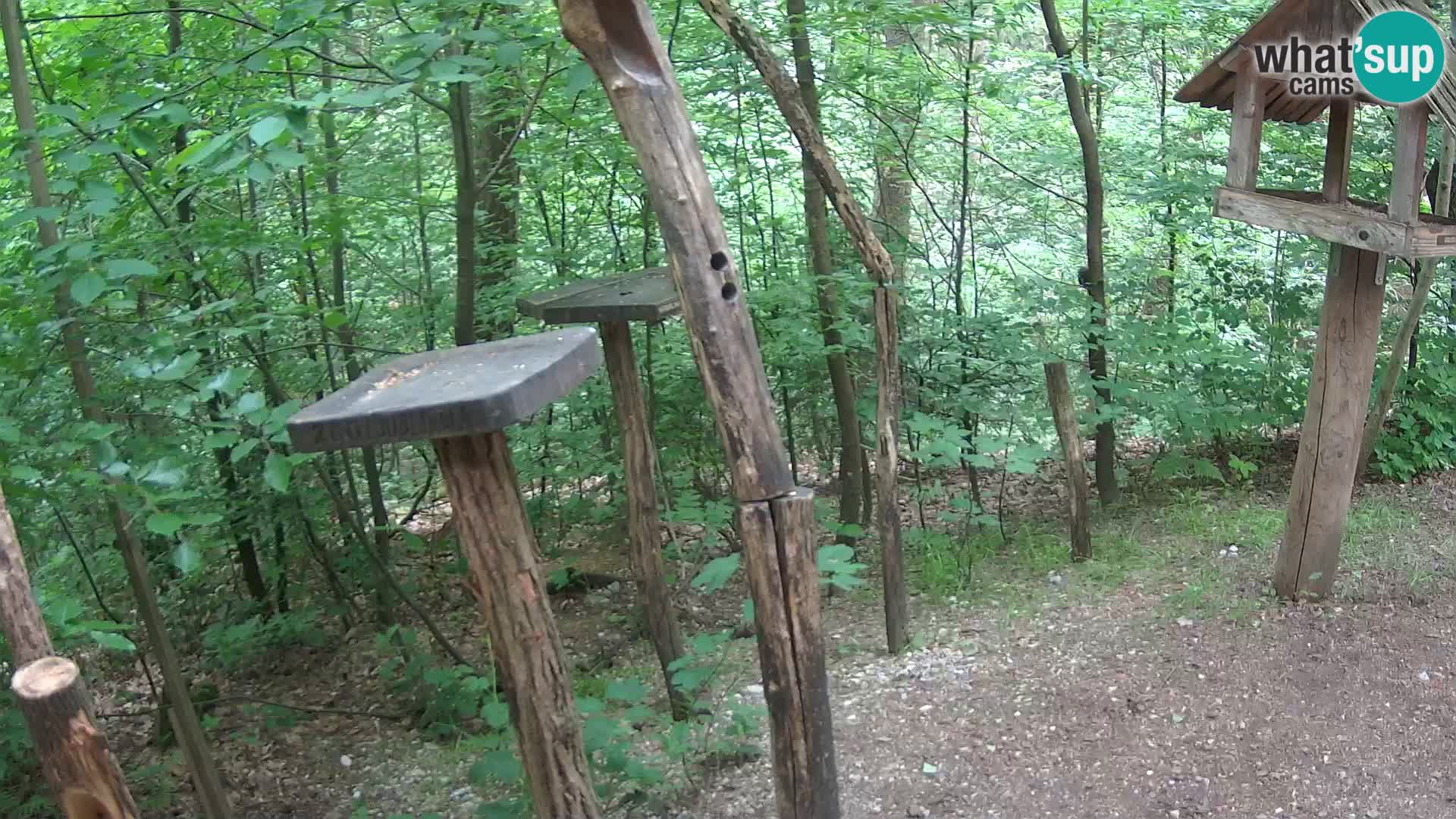 Mangeoires pour oiseaux au ZOO live webcam Ljubljana