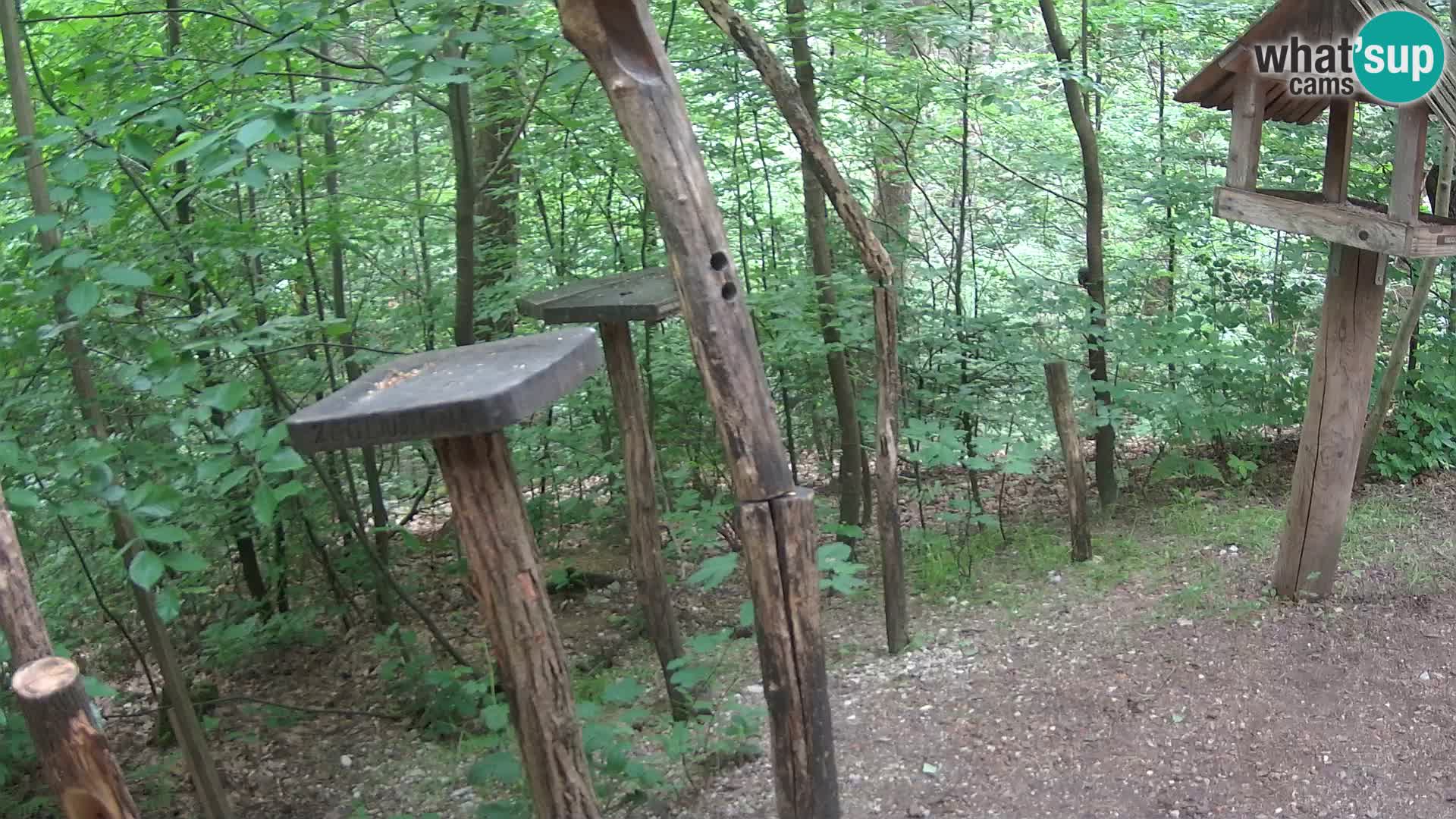 Mangeoires pour oiseaux au ZOO live webcam Ljubljana