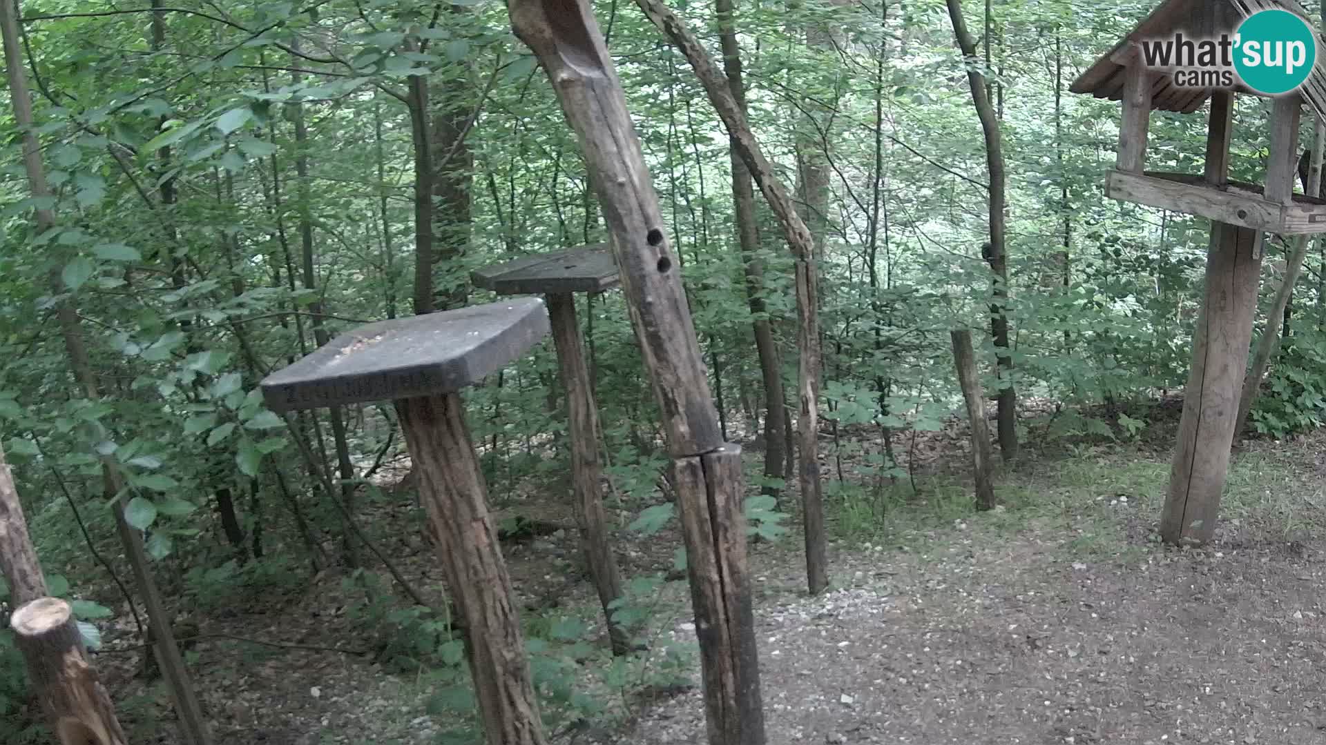 Mangeoires pour oiseaux au ZOO live webcam Ljubljana