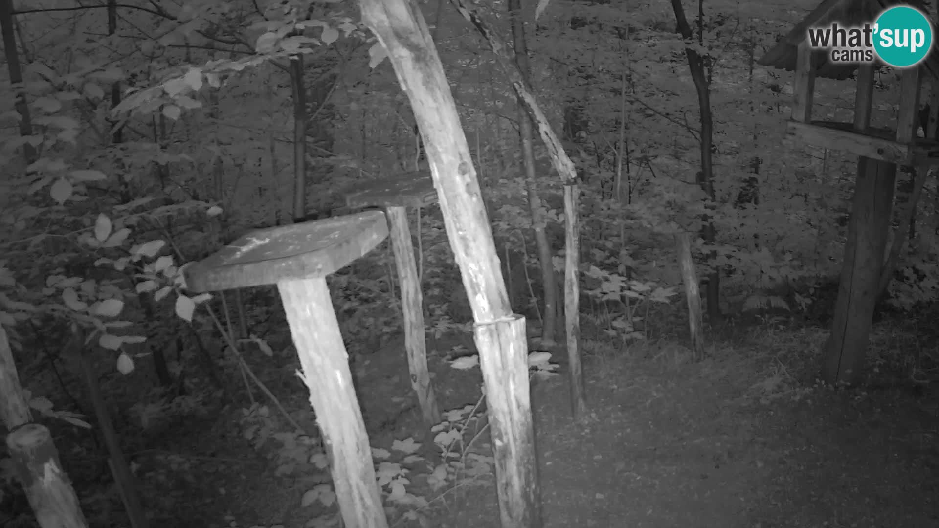 Mangeoires pour oiseaux au ZOO live webcam Ljubljana