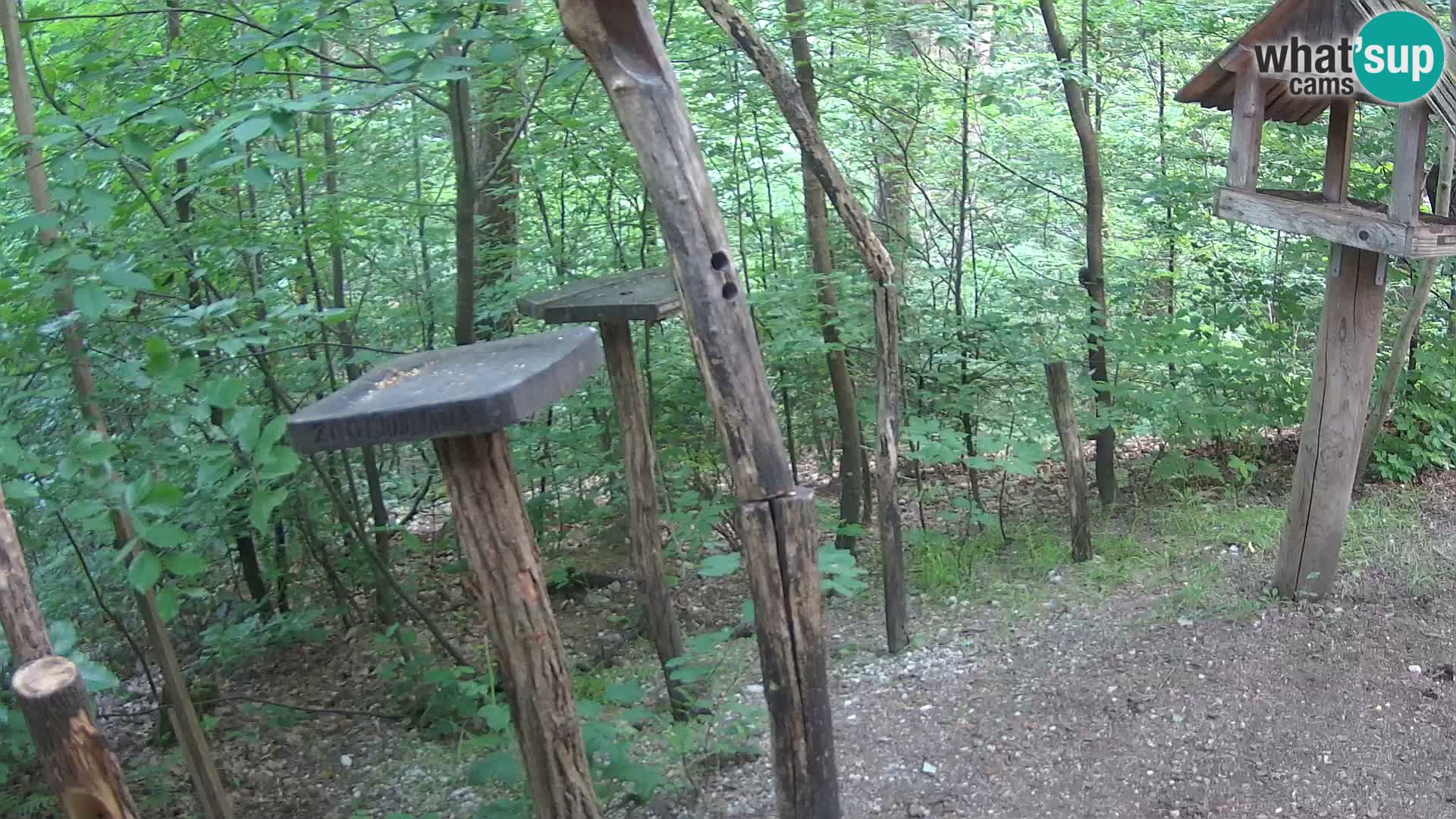 Comederos para pájaros en ZOO Ljubljana camera en vivo