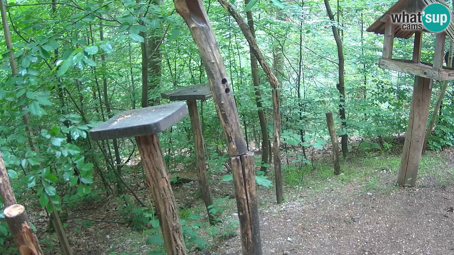 Hranilice za ptice u ZOO web kamera Ljubljana