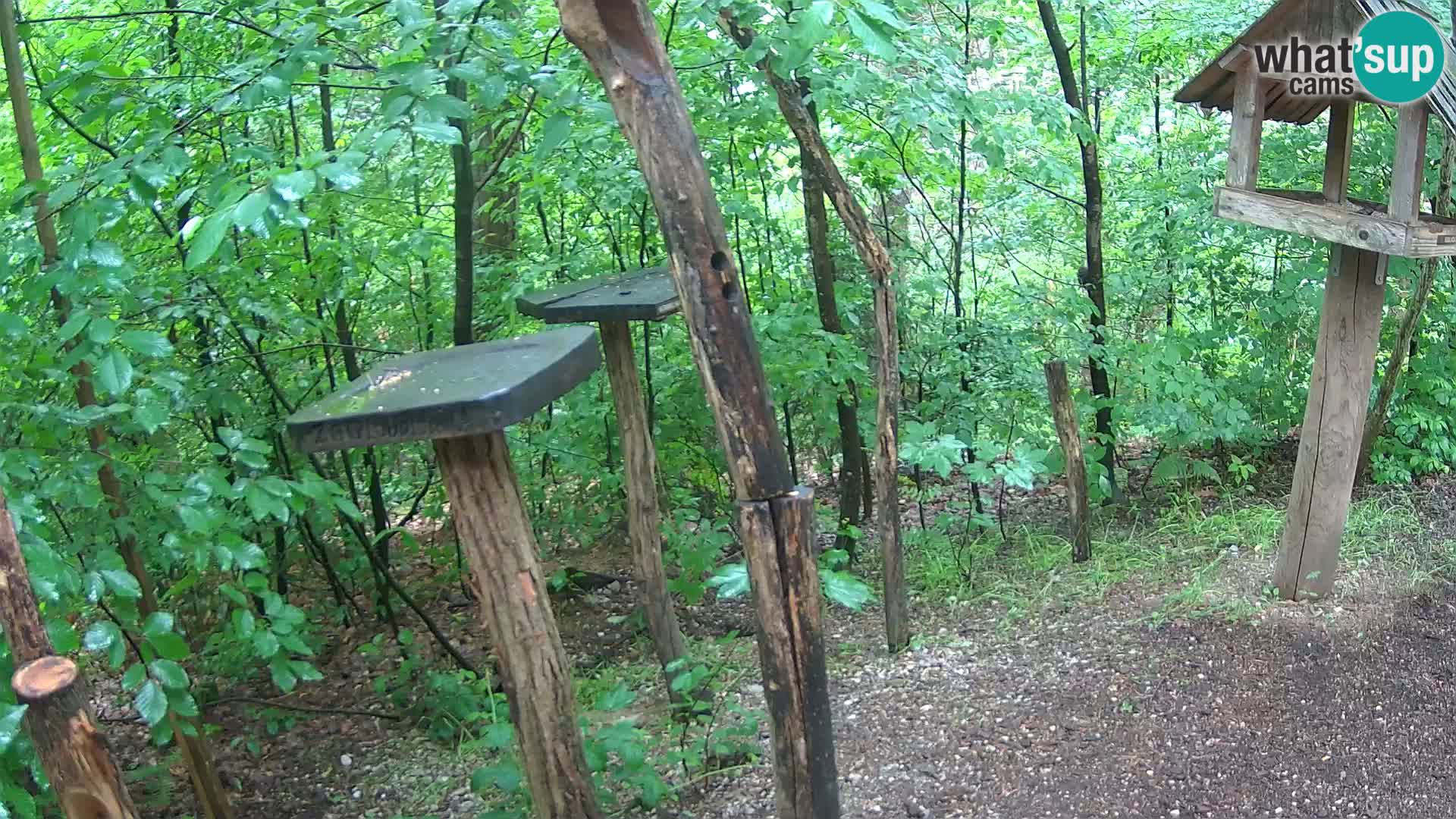 Hranilice za ptice u ZOO web kamera Ljubljana
