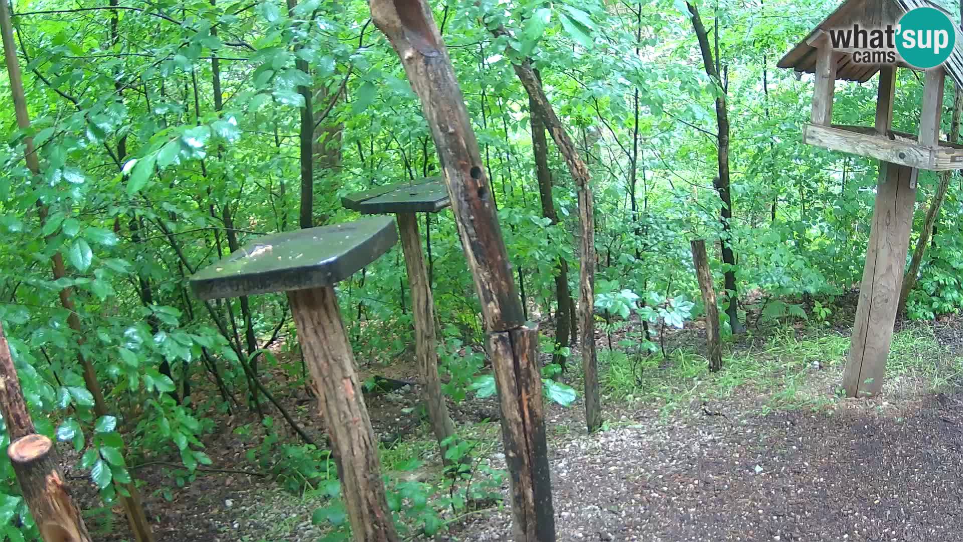 Krmilnice za ptiče v ZOO Ljubljana spletna kamera