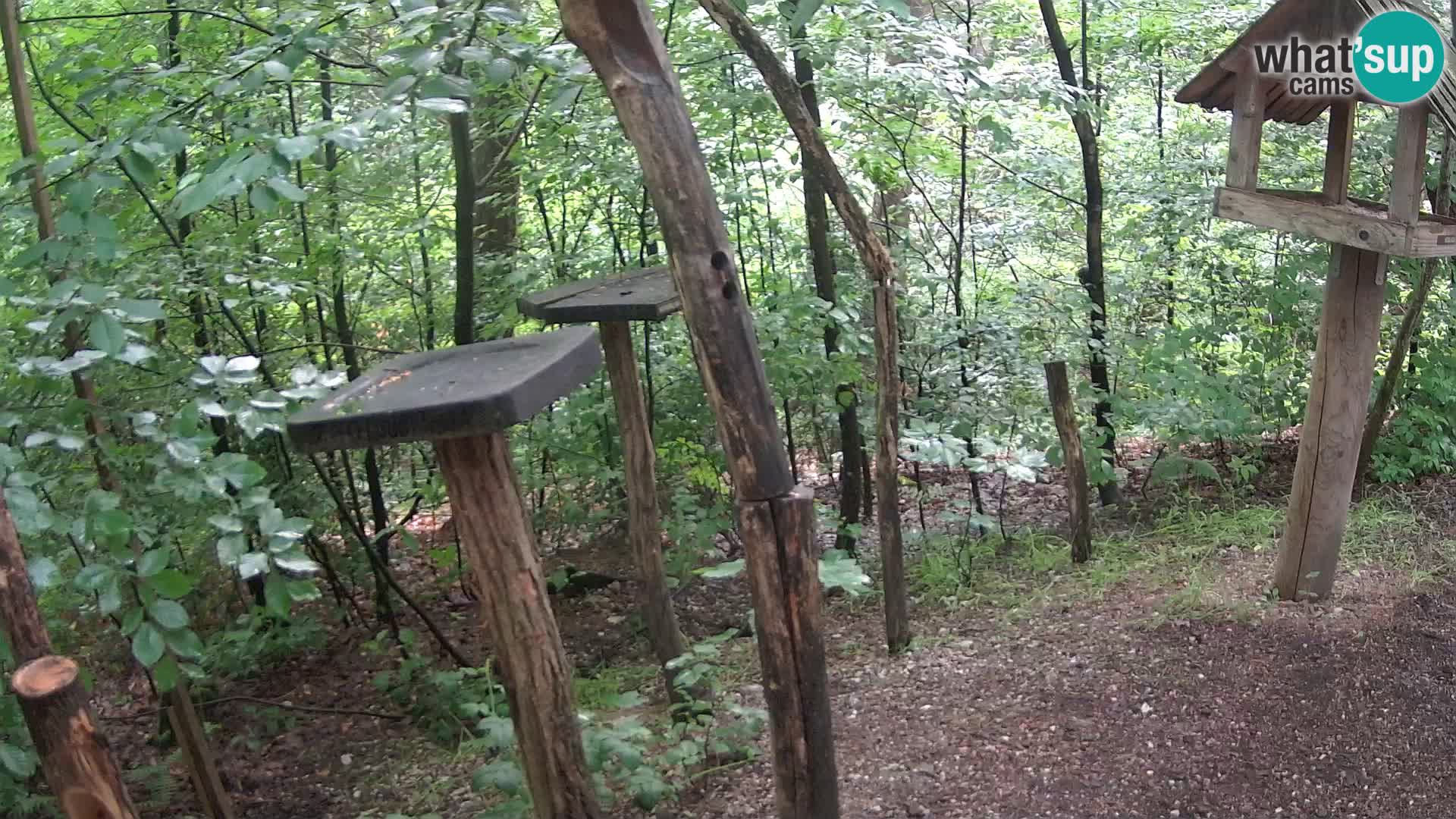 Krmilnice za ptiče v ZOO Ljubljana spletna kamera
