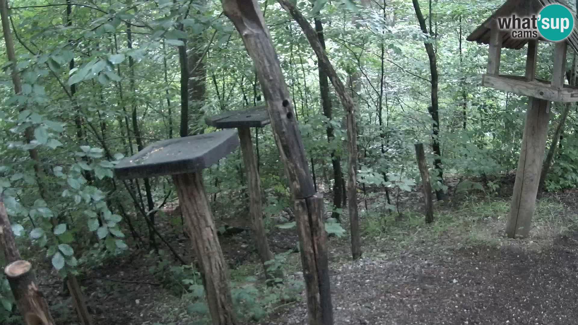 Krmilnice za ptiče v ZOO Ljubljana spletna kamera