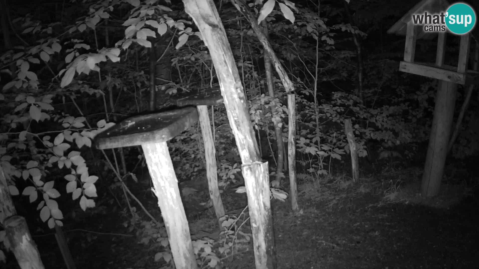 Mangeoires pour oiseaux au ZOO live webcam Ljubljana