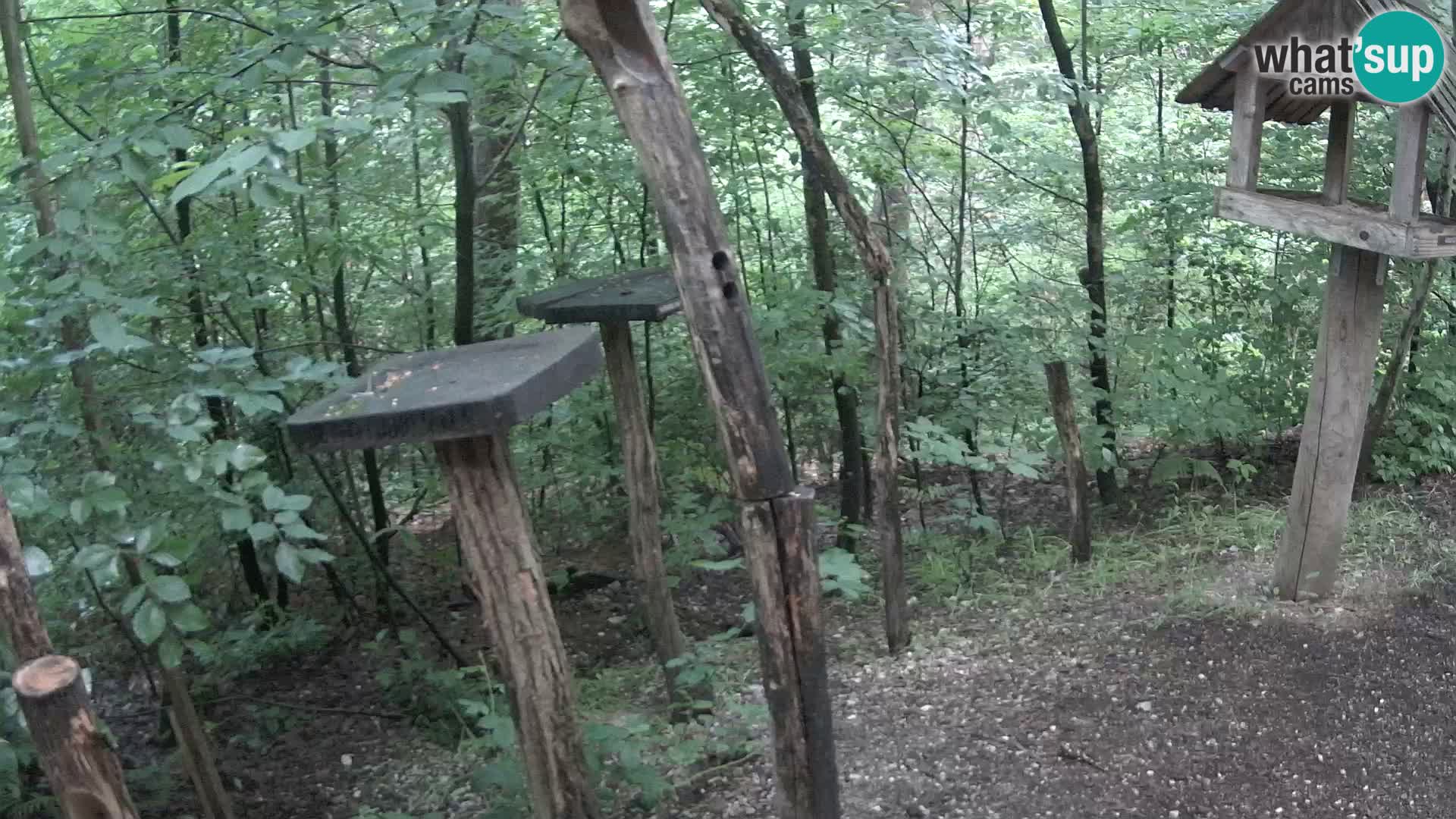 Mangiatoie per uccelli allo ZOO di Lubiana livecam