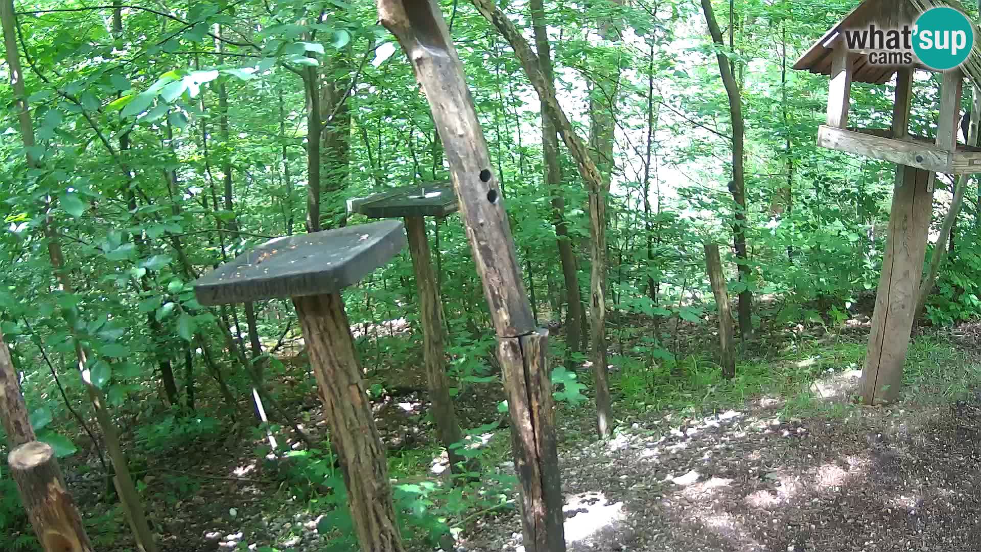 Mangeoires pour oiseaux au ZOO live webcam Ljubljana