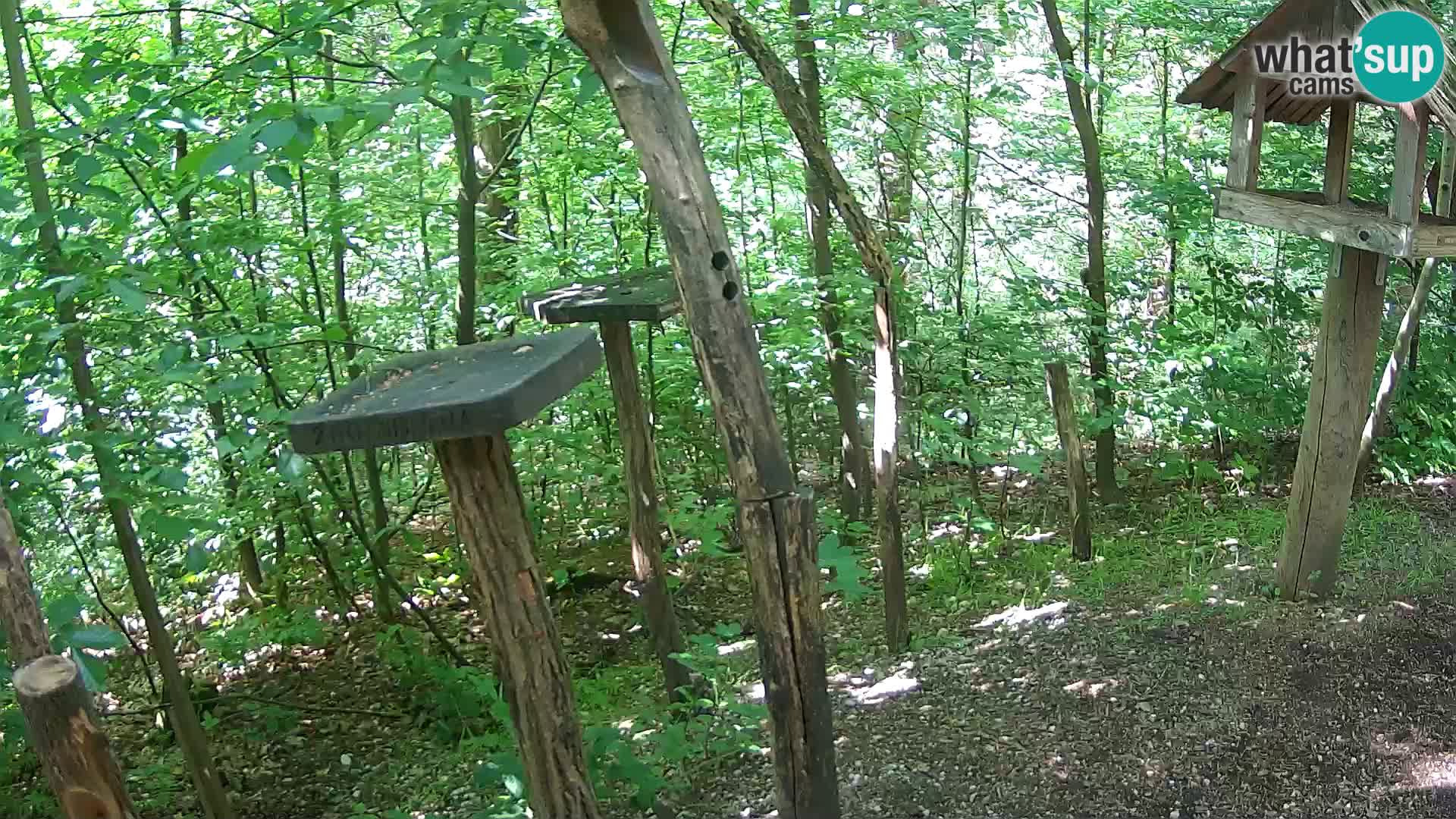 Hranilice za ptice u ZOO web kamera Ljubljana