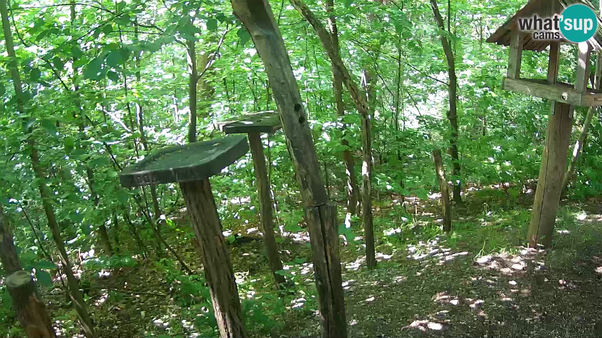 Vogelfutterhäuschen im ZOO webcam Ljubljana