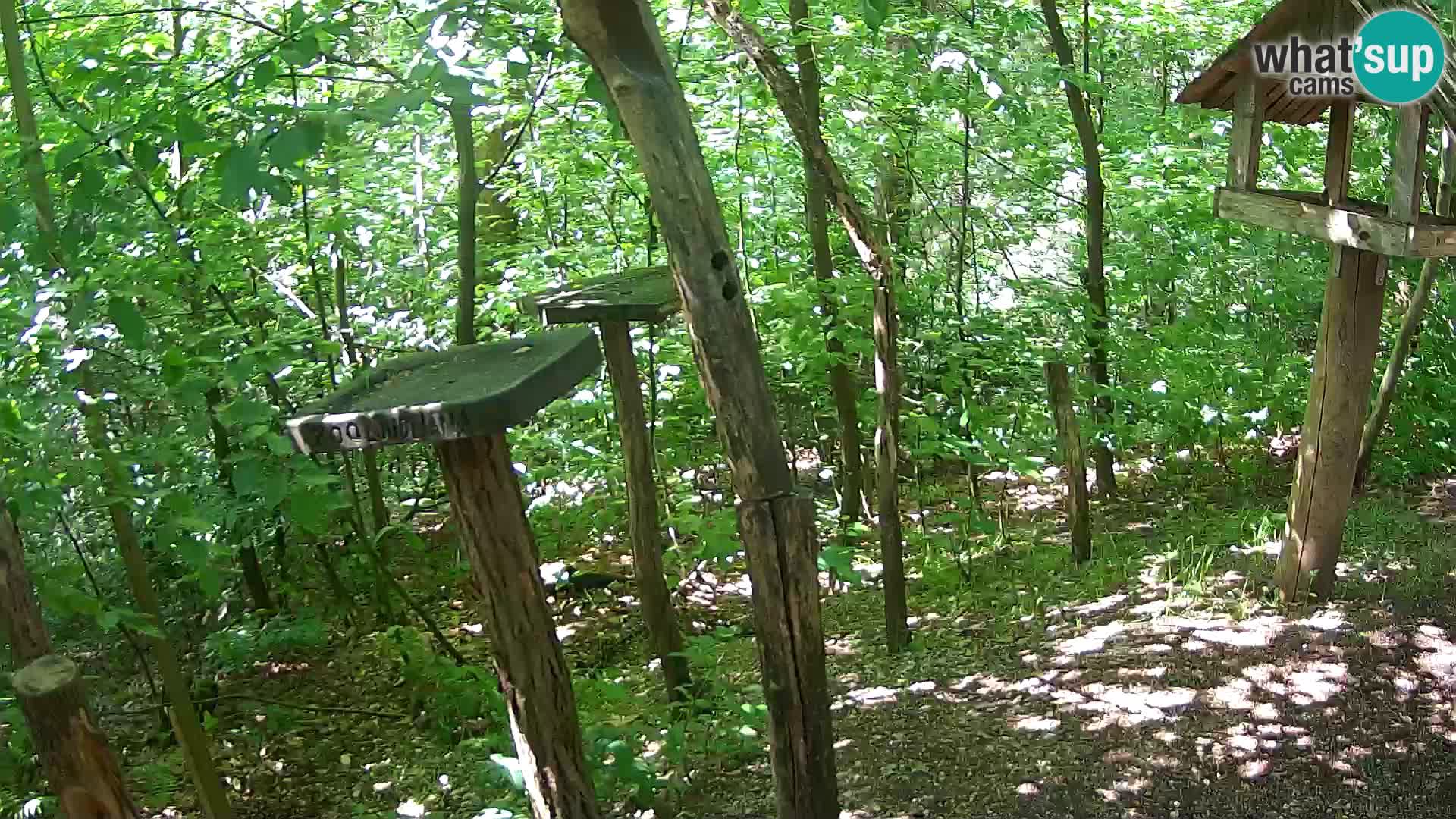 Hranilice za ptice u ZOO web kamera Ljubljana