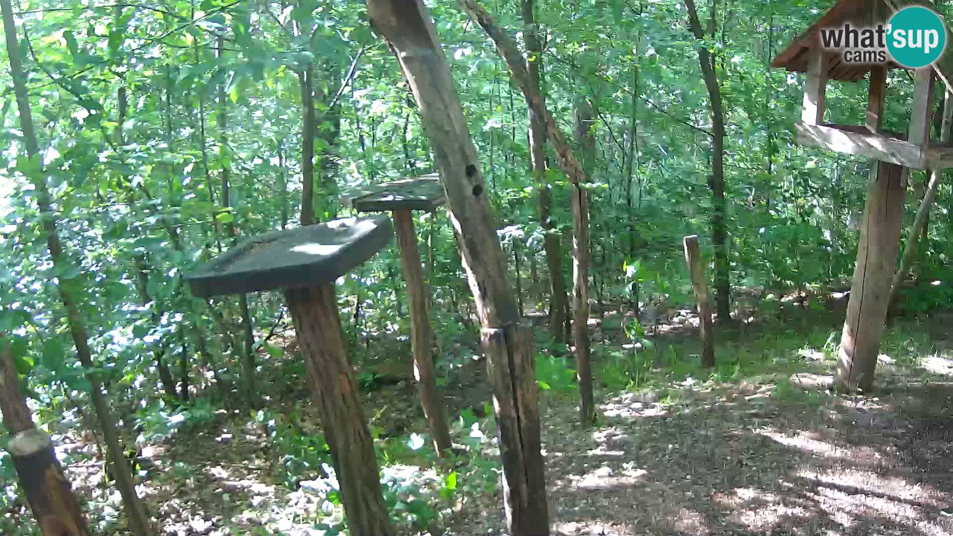 Krmilnice za ptiče v ZOO Ljubljana spletna kamera