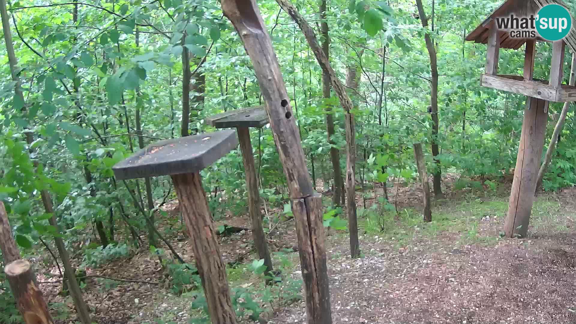 Mangeoires pour oiseaux au ZOO live webcam Ljubljana