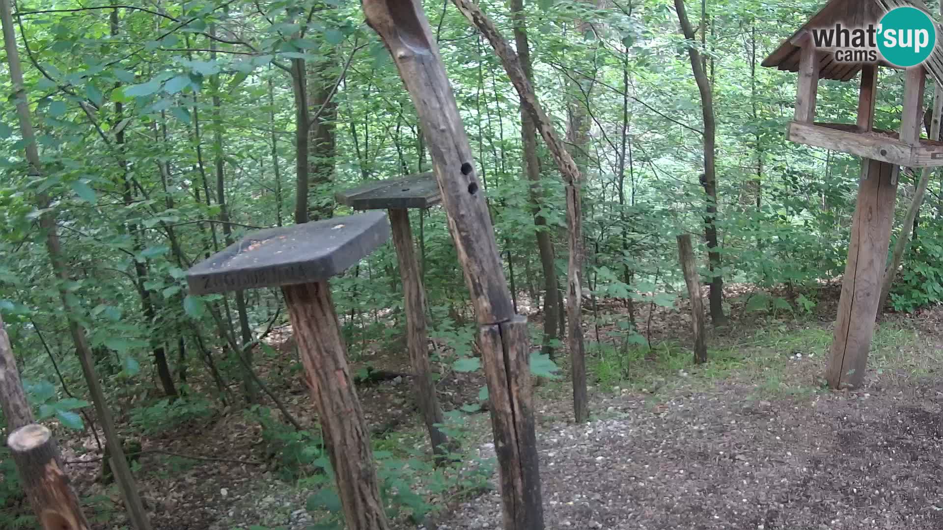Hranilice za ptice u ZOO web kamera Ljubljana