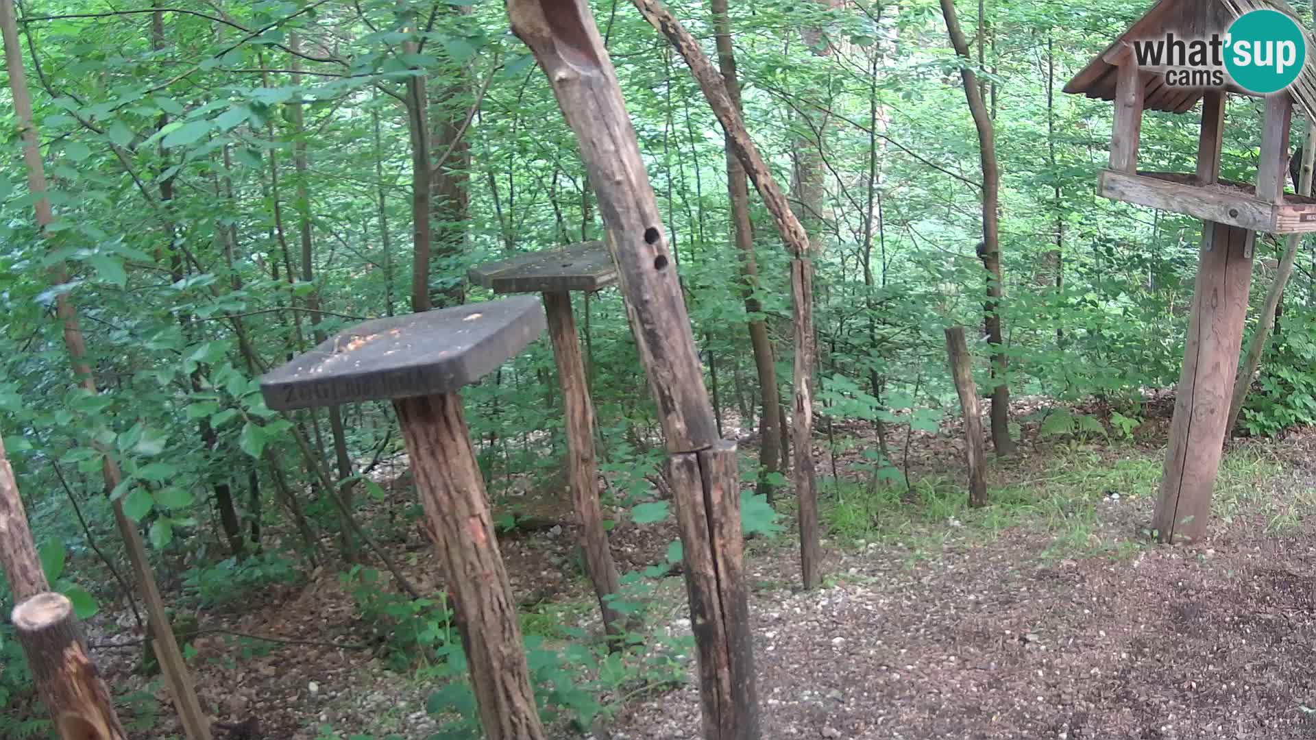Hranilice za ptice u ZOO web kamera Ljubljana