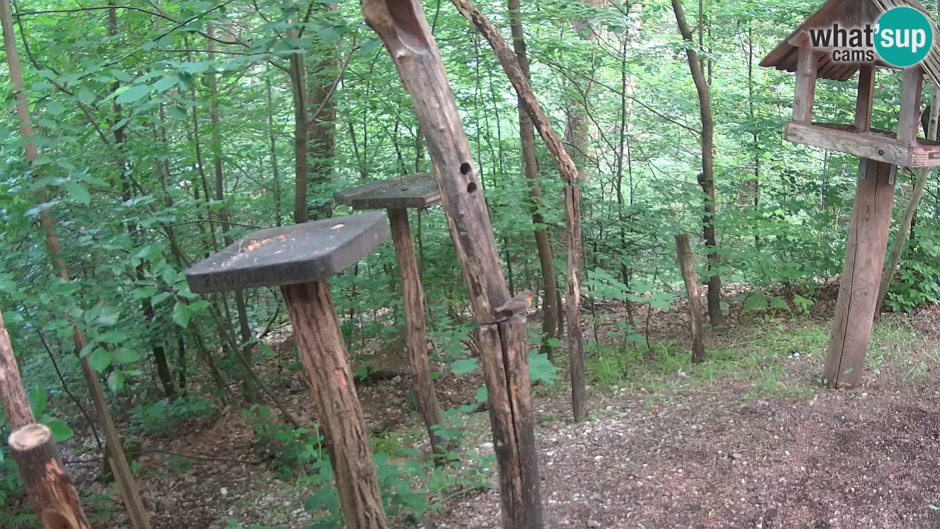 Vogelfutterhäuschen im ZOO webcam Ljubljana