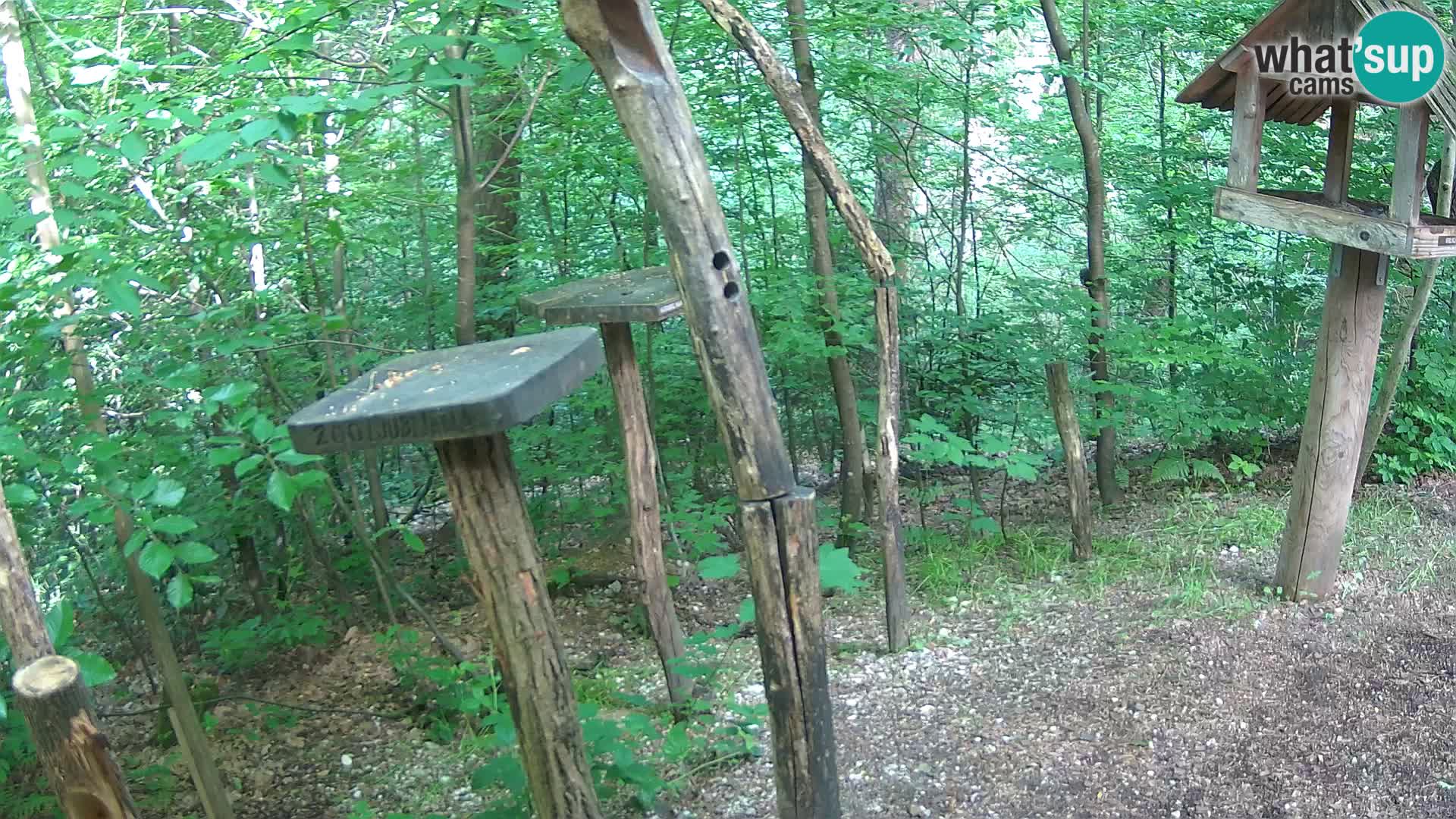 Mangeoires pour oiseaux au ZOO live webcam Ljubljana
