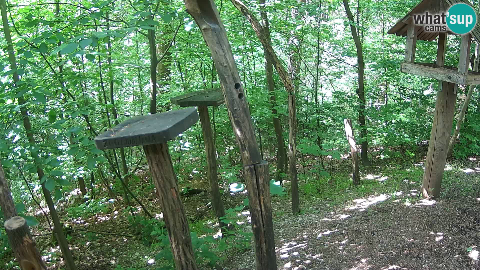 Comederos para pájaros en ZOO Ljubljana camera en vivo