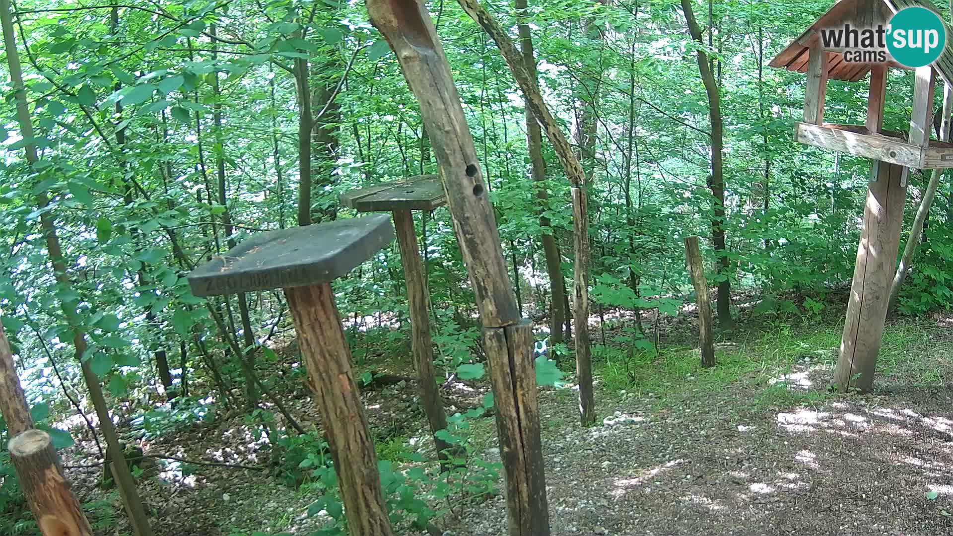 Krmilnice za ptiče v ZOO Ljubljana spletna kamera