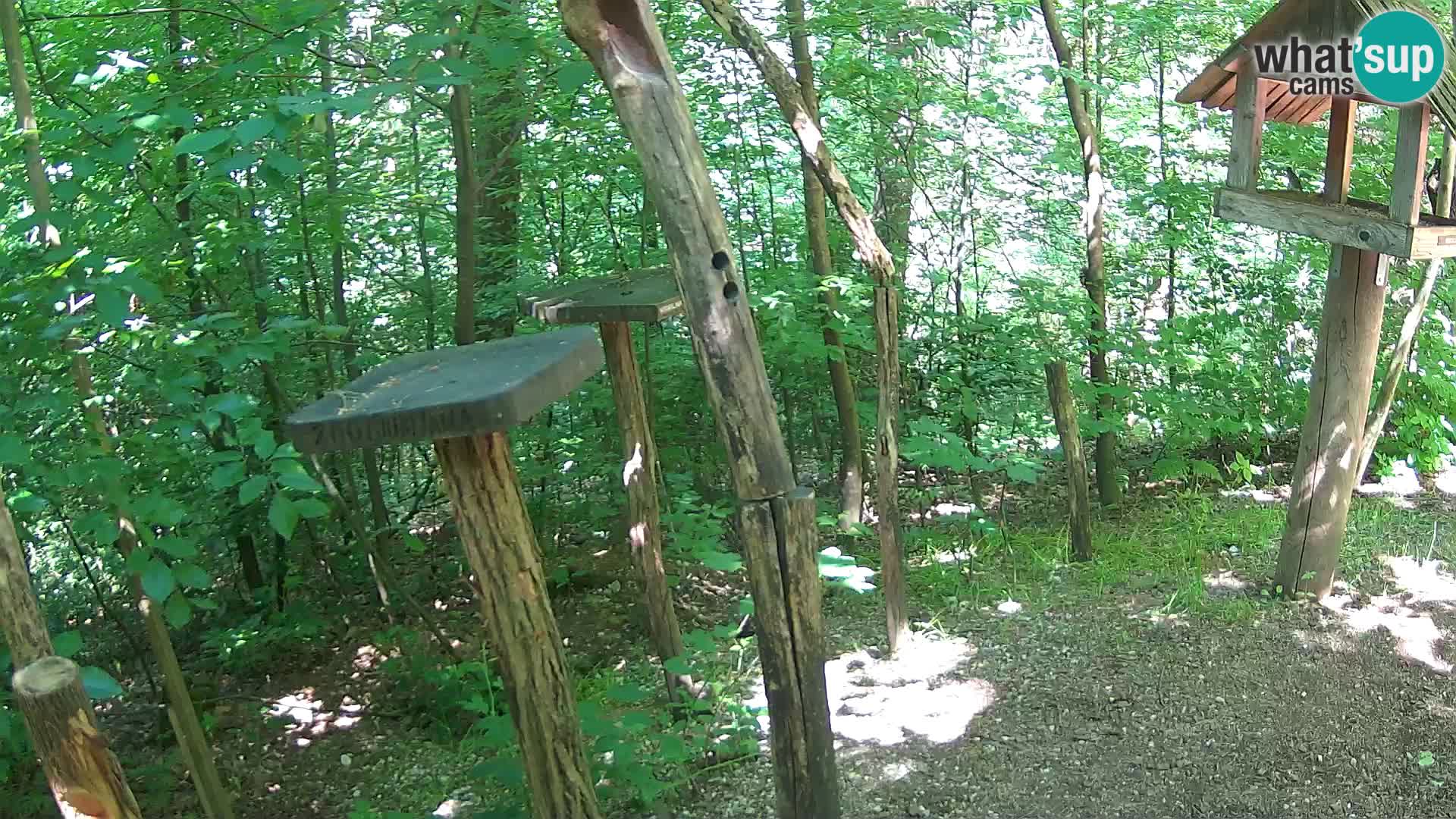 Vogelfutterhäuschen im ZOO webcam Ljubljana