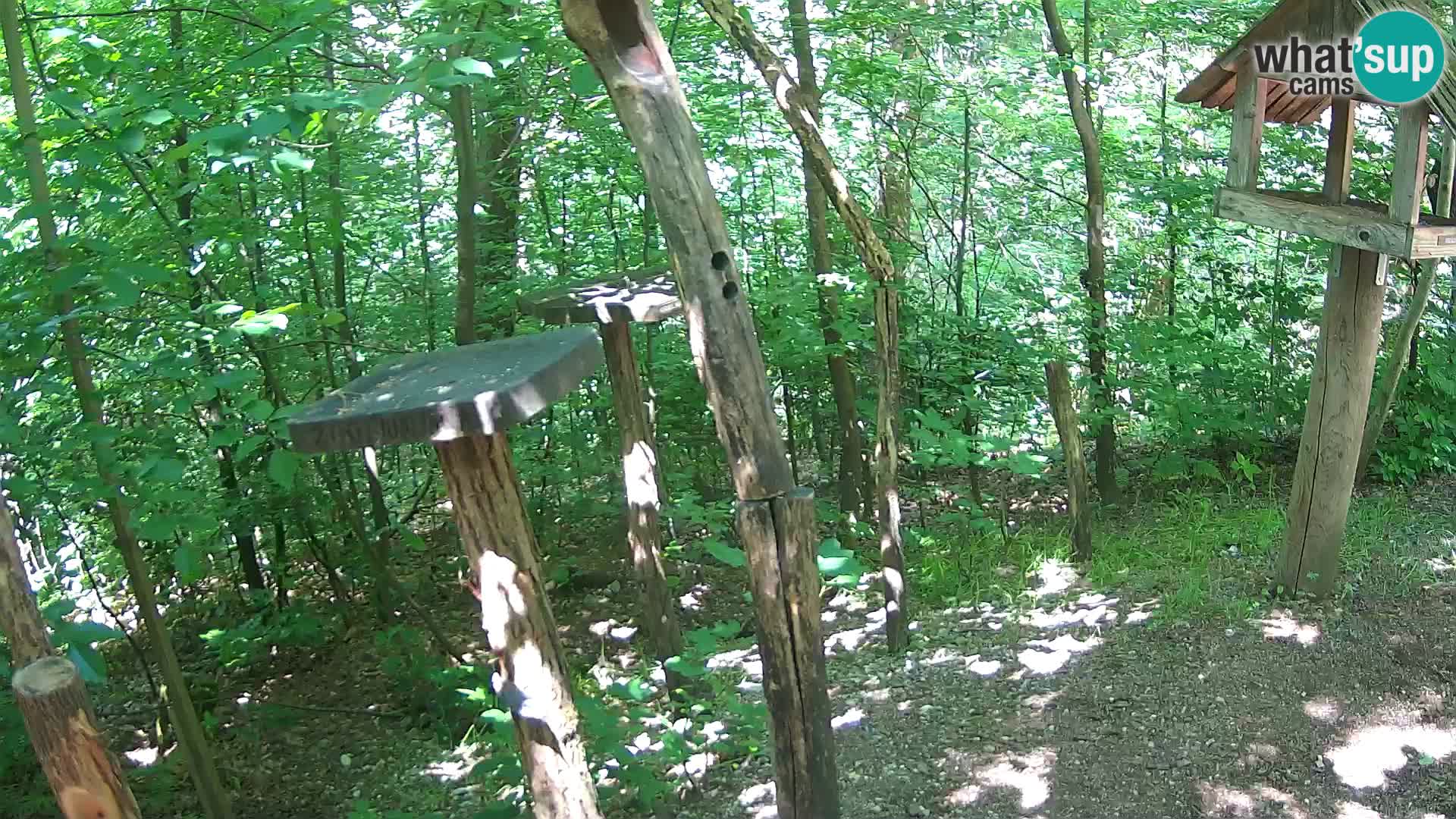 Vogelfutterhäuschen im ZOO webcam Ljubljana