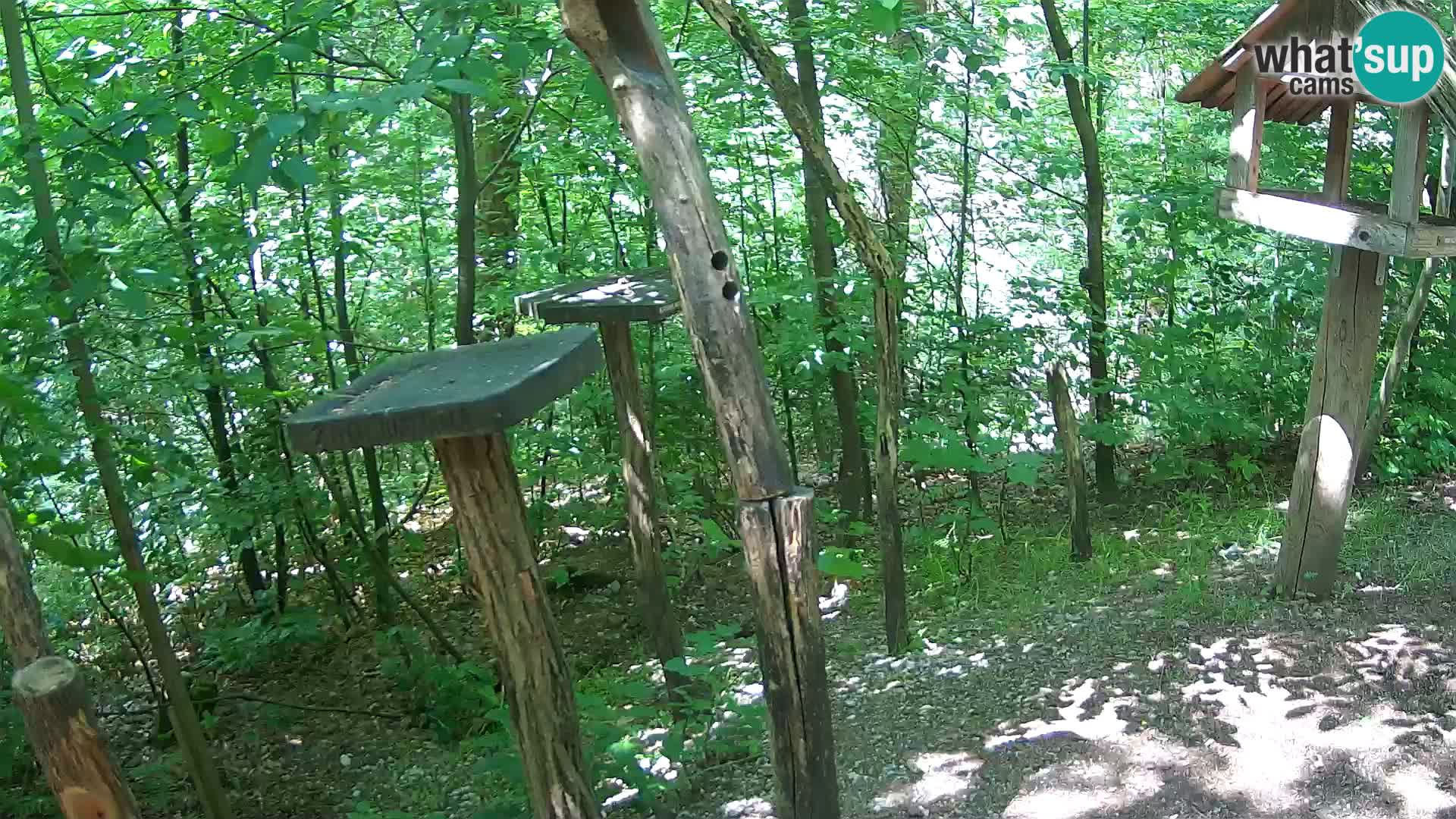 Vogelfutterhäuschen im ZOO webcam Ljubljana