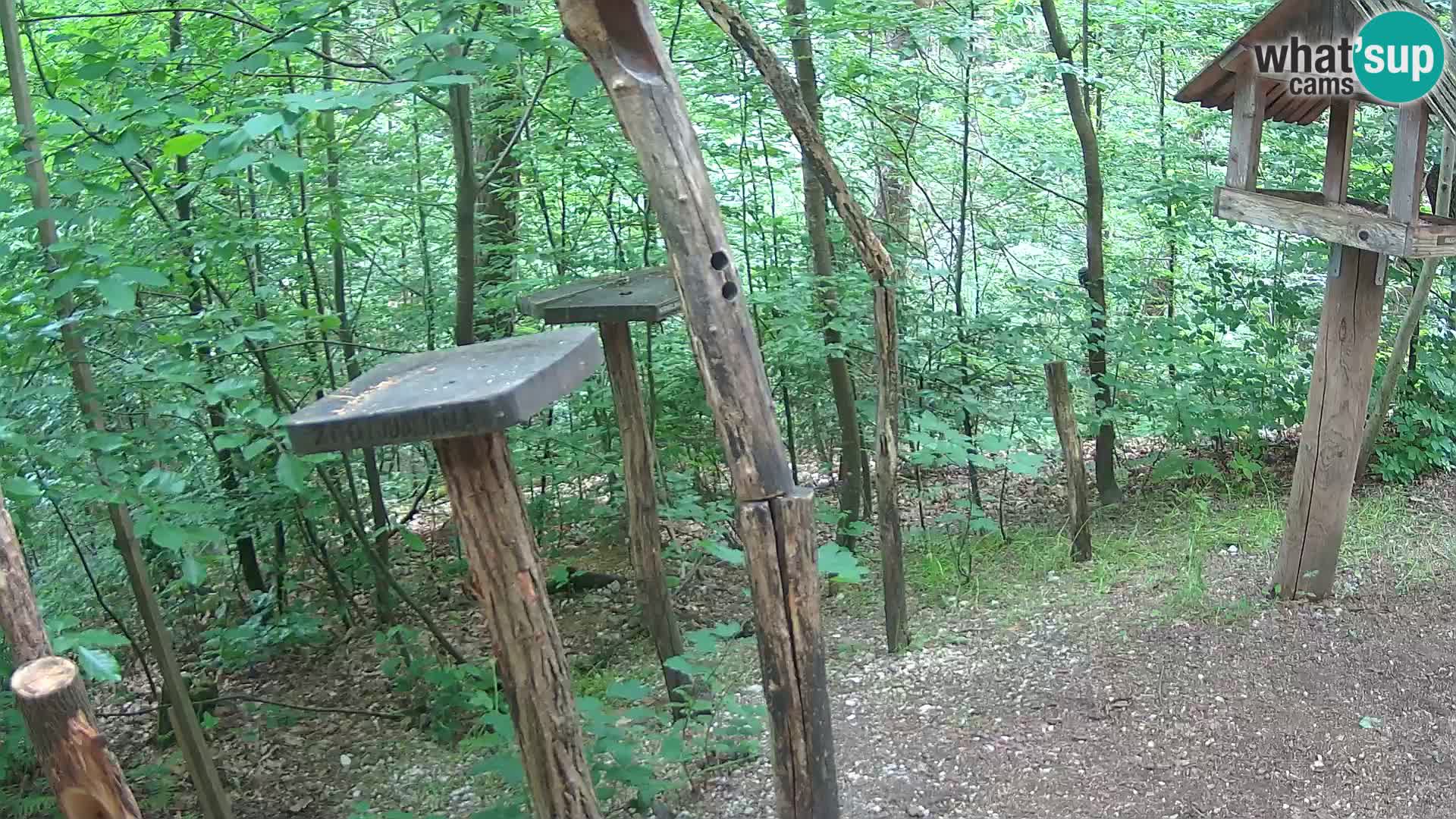 Krmilnice za ptiče v ZOO Ljubljana spletna kamera
