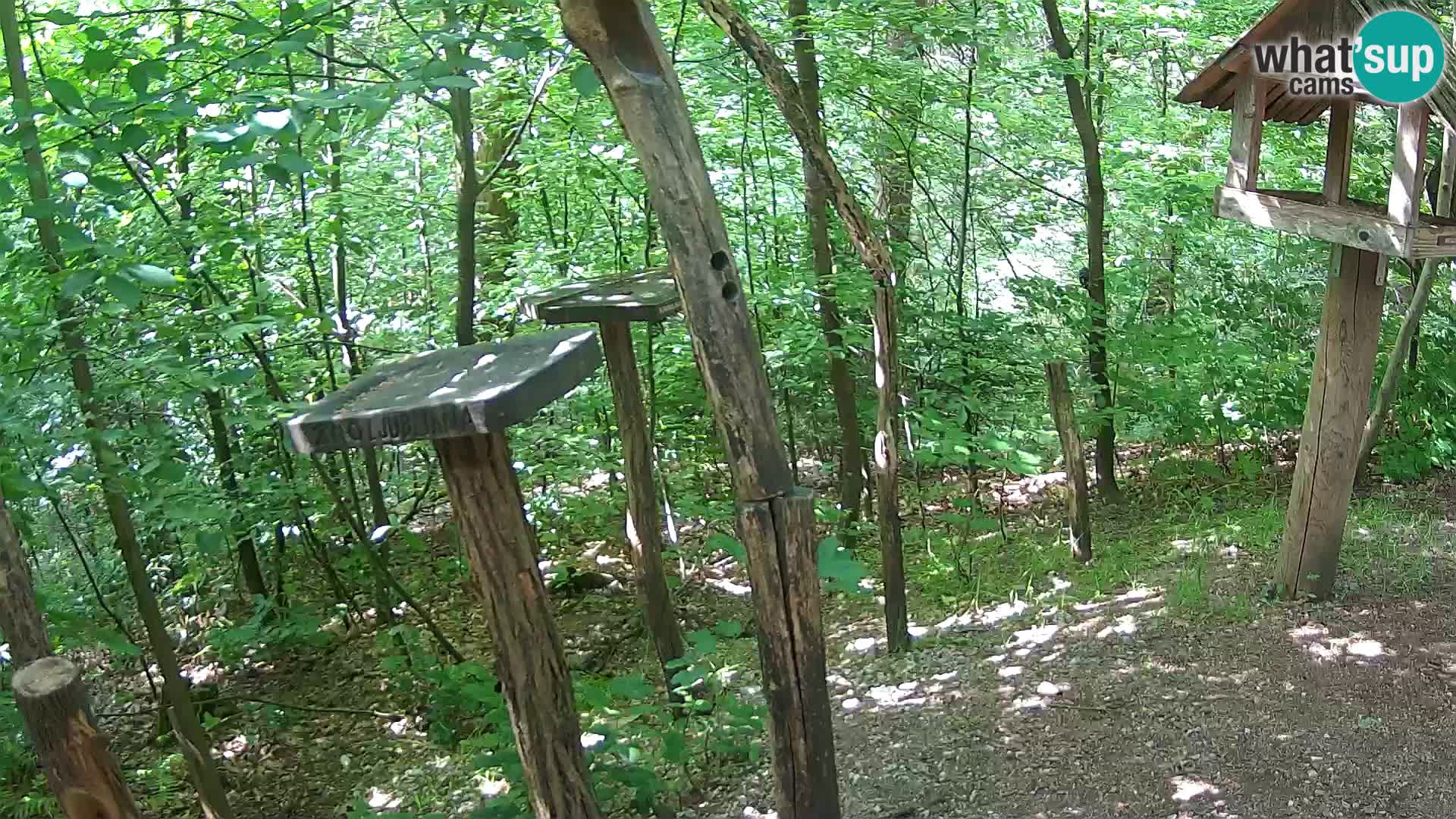 Mangiatoie per uccelli allo ZOO di Lubiana livecam