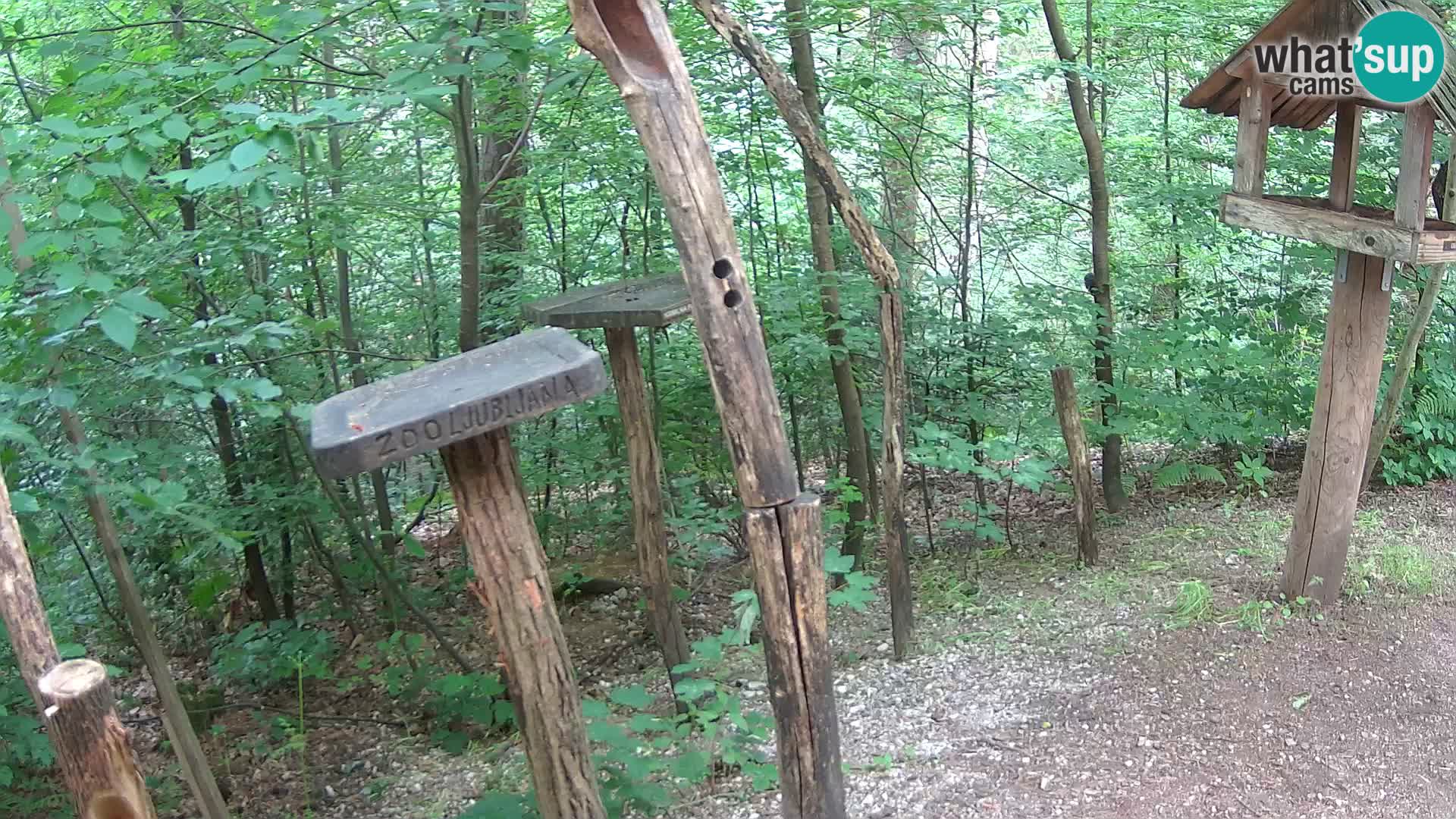 Mangeoires pour oiseaux au ZOO live webcam Ljubljana