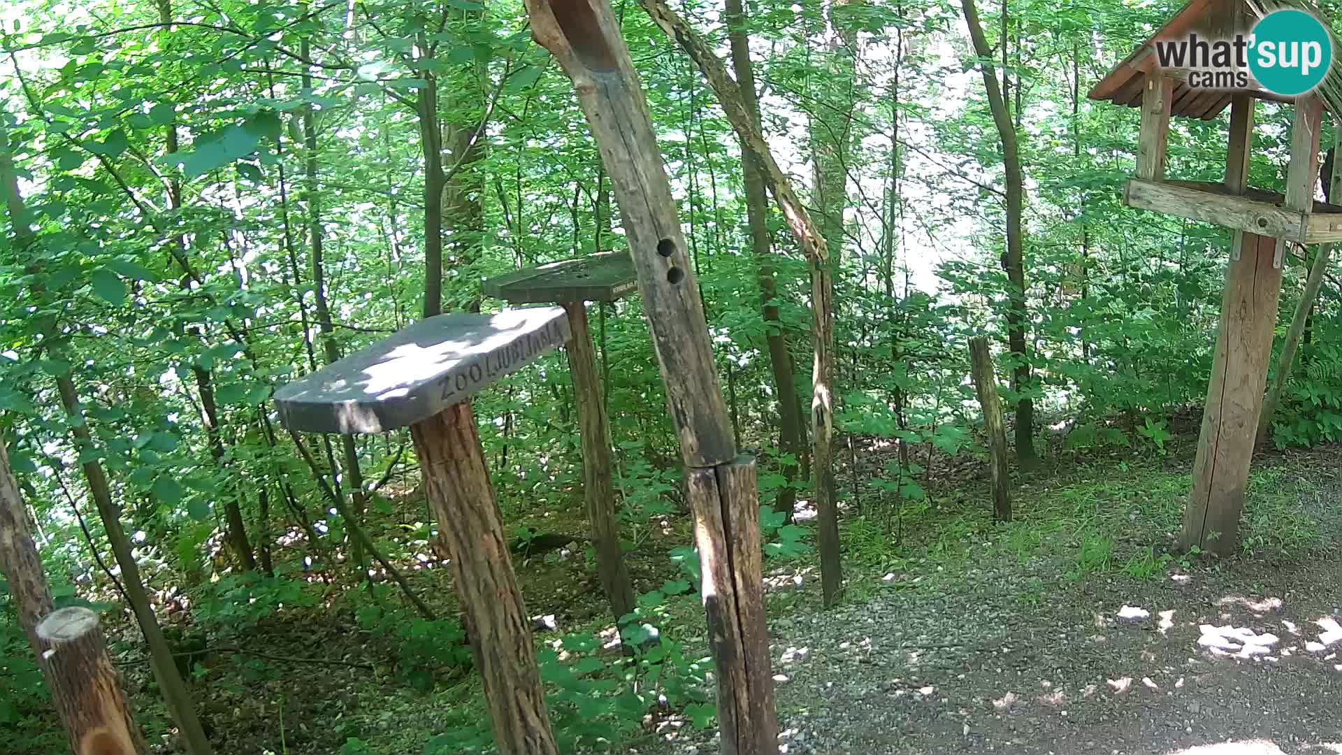 Comederos para pájaros en ZOO Ljubljana camera en vivo