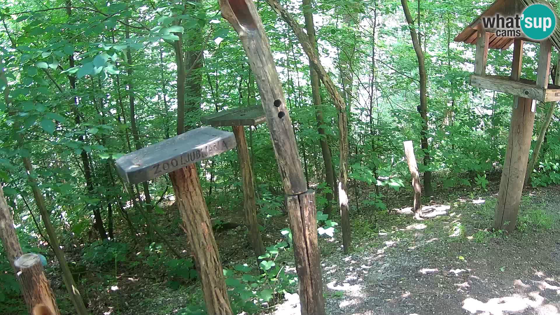 Hranilice za ptice u ZOO web kamera Ljubljana