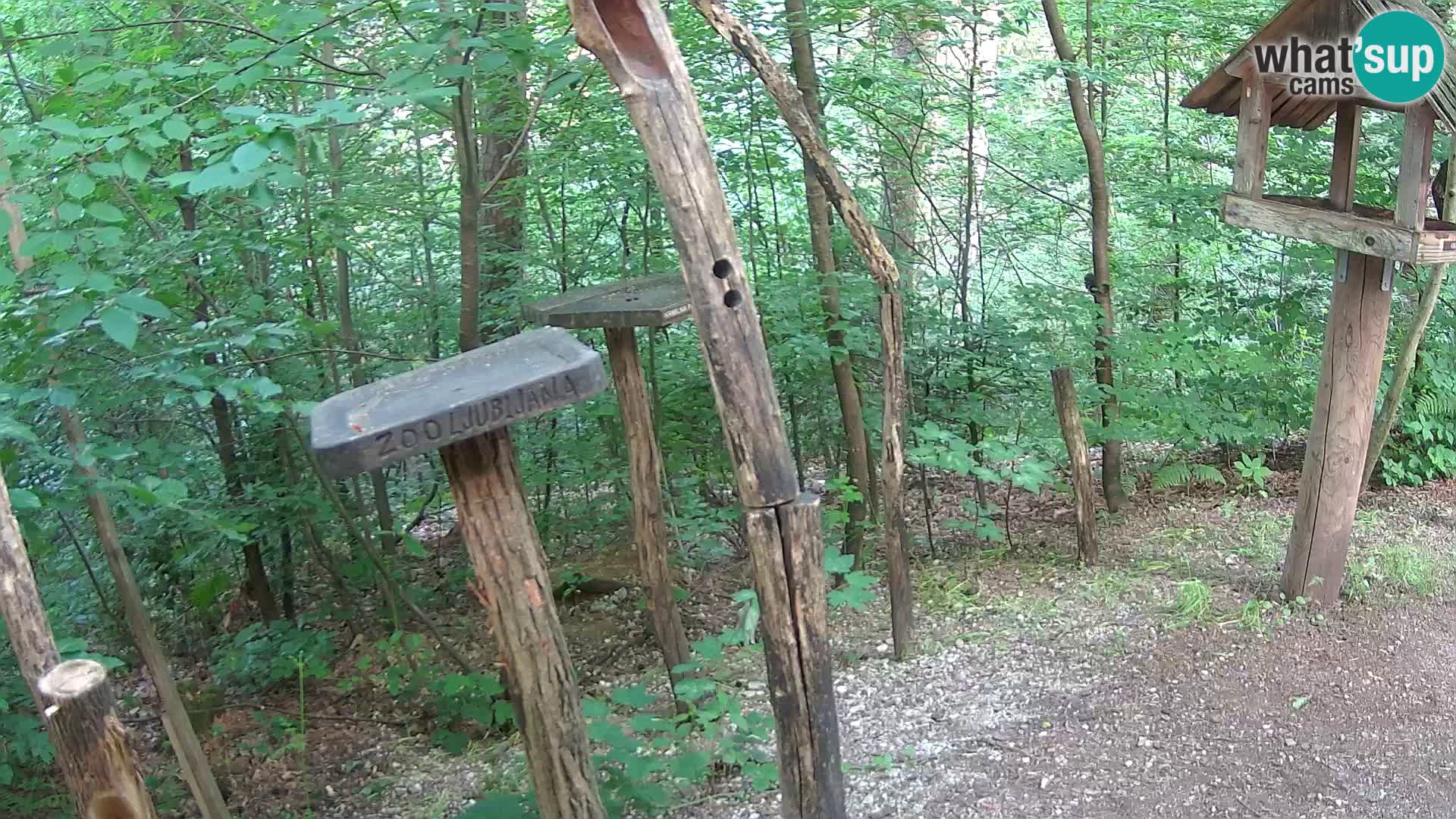 Comederos para pájaros en ZOO Ljubljana camera en vivo