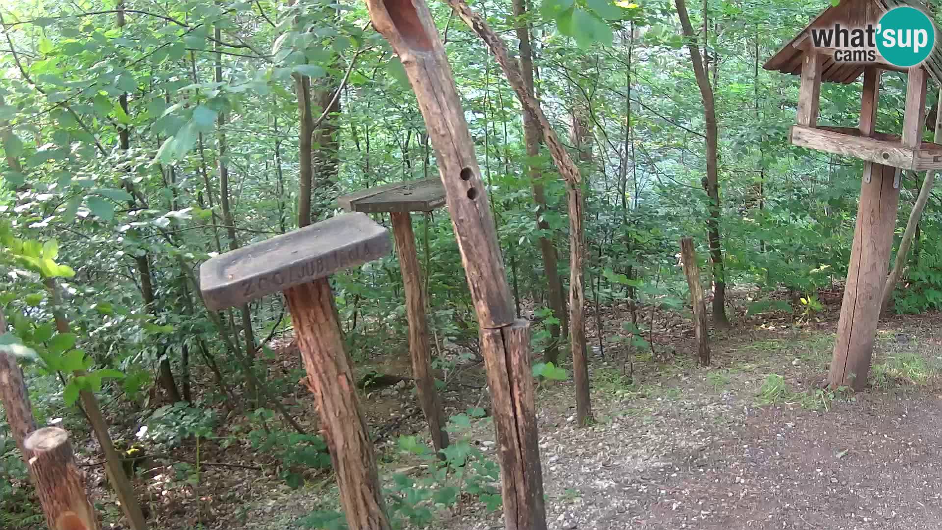 Vogelfutterhäuschen im ZOO webcam Ljubljana