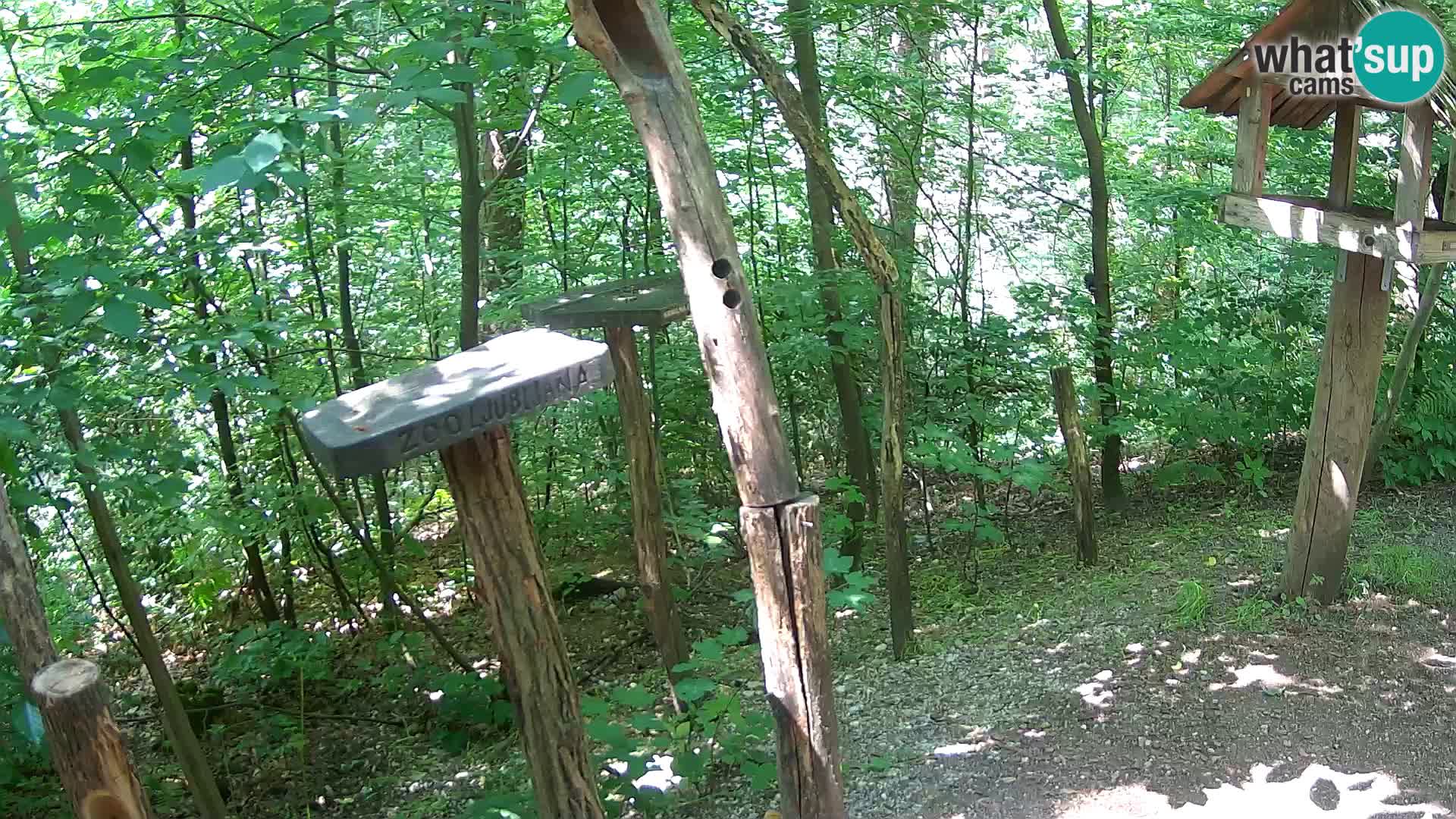 Hranilice za ptice u ZOO web kamera Ljubljana