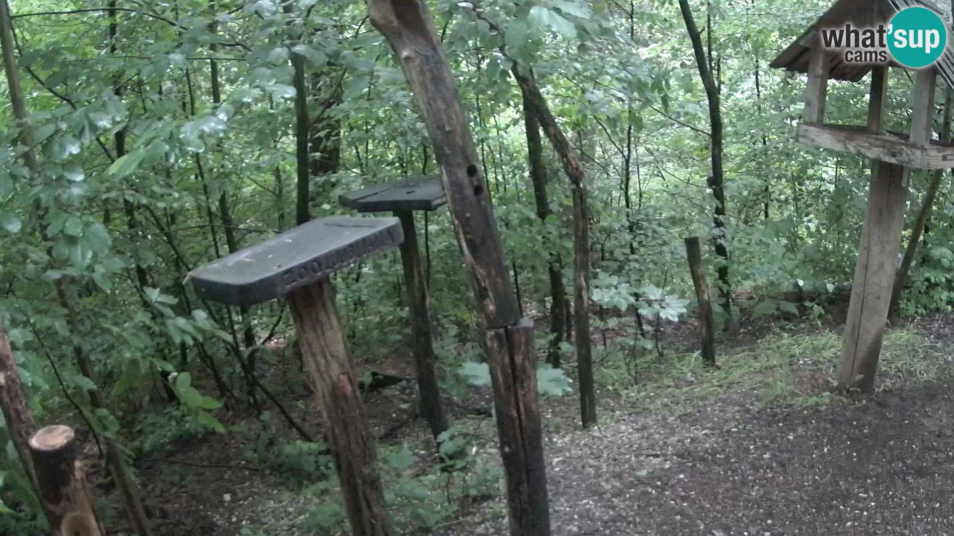 Mangeoires pour oiseaux au ZOO live webcam Ljubljana