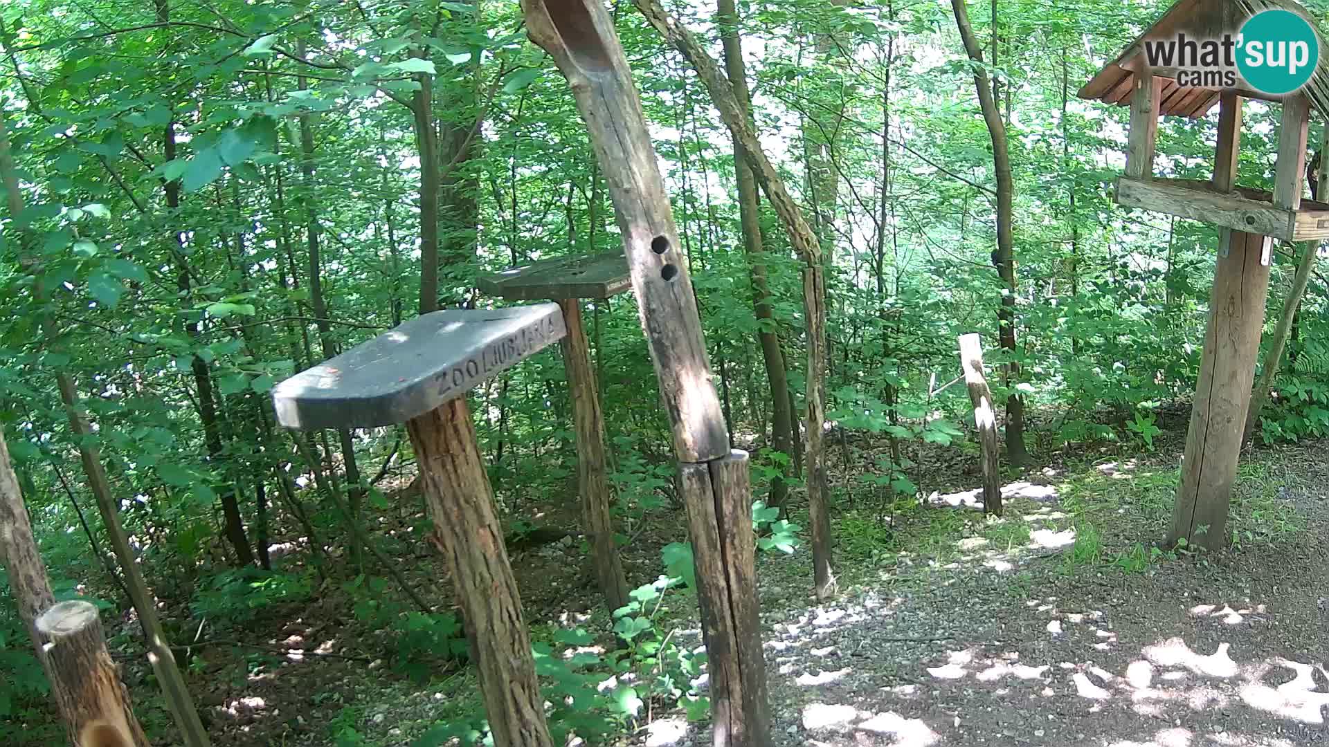 Mangeoires pour oiseaux au ZOO live webcam Ljubljana