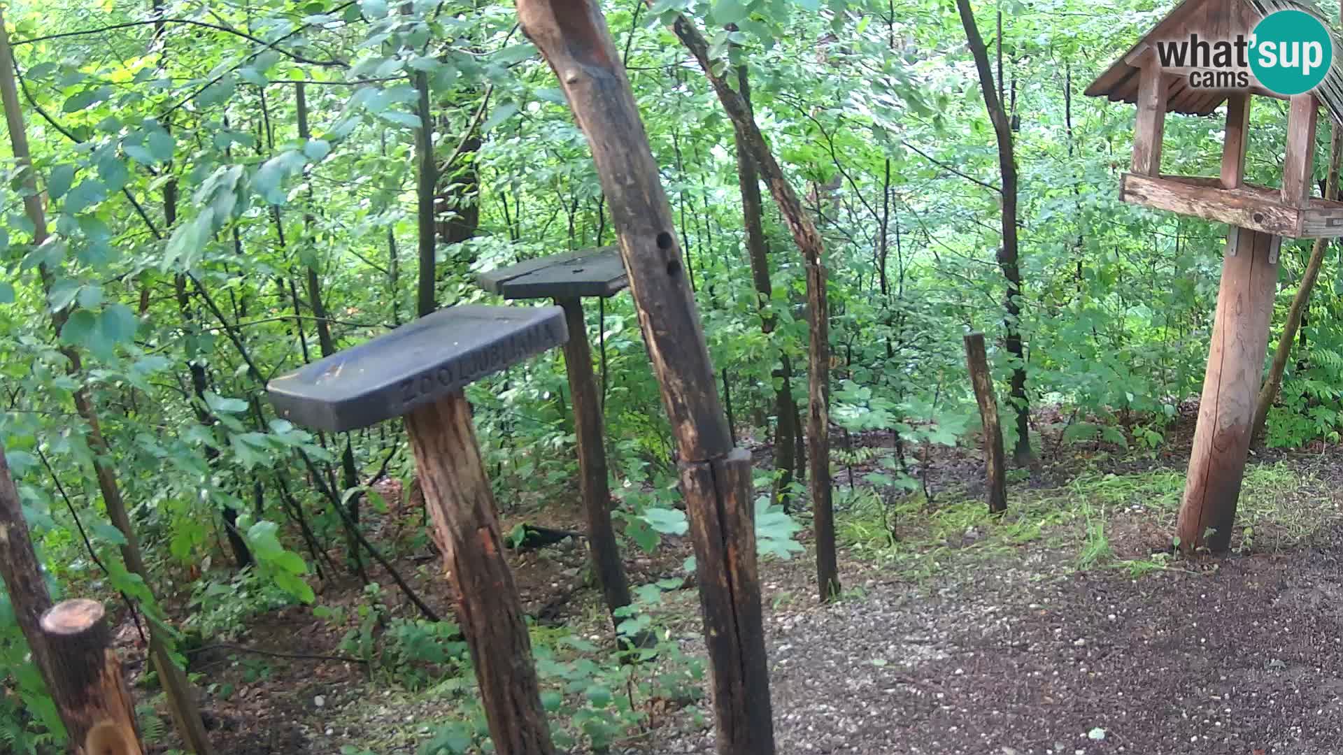 Bird feeders at ZOO Ljubljana webcam