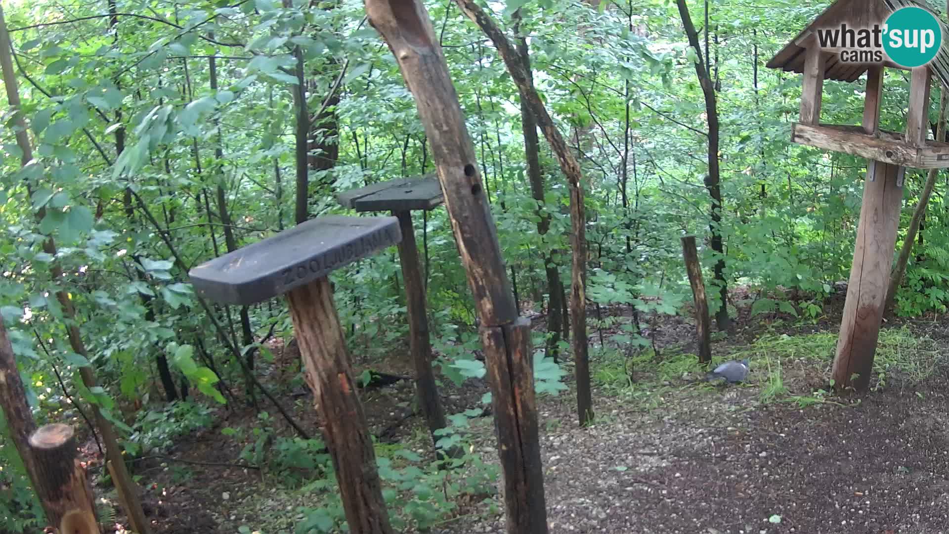Mangeoires pour oiseaux au ZOO live webcam Ljubljana