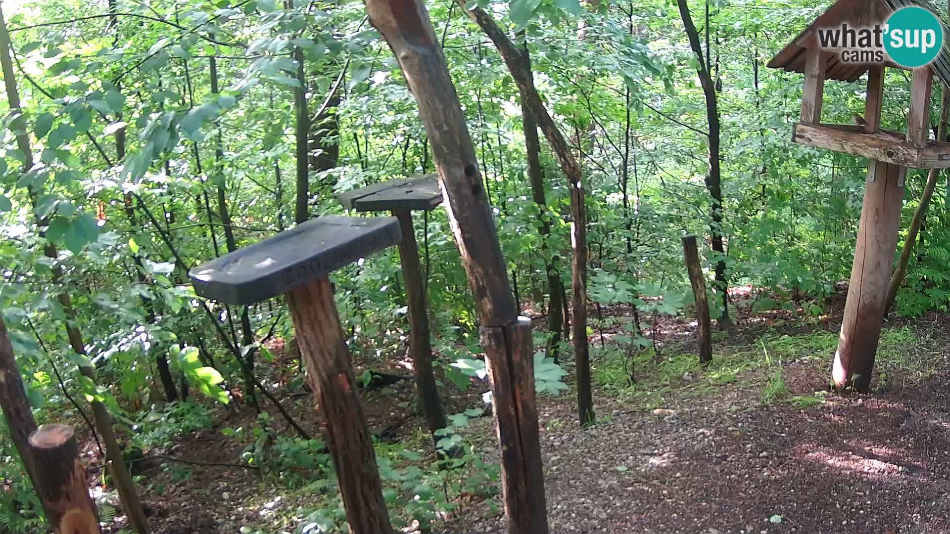 Mangeoires pour oiseaux au ZOO live webcam Ljubljana
