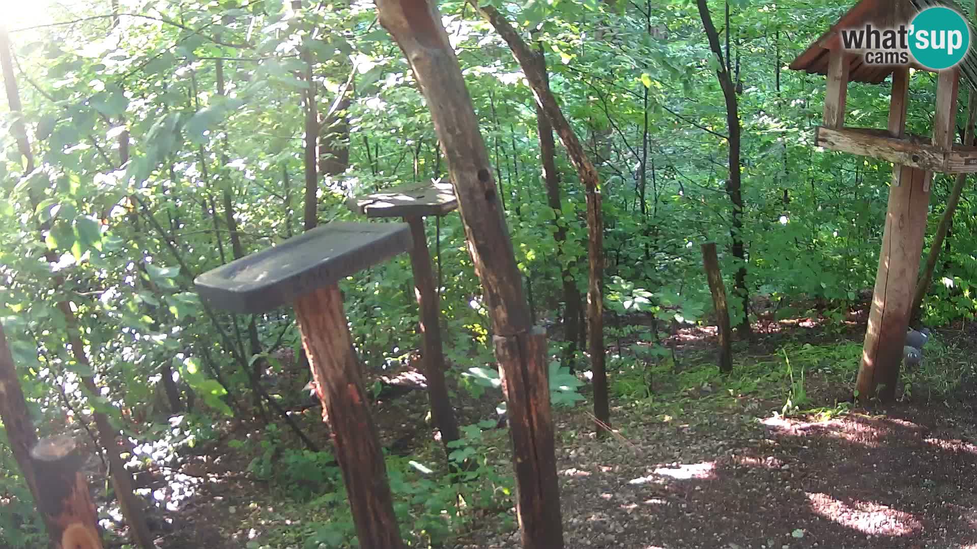 Krmilnice za ptiče v ZOO Ljubljana spletna kamera