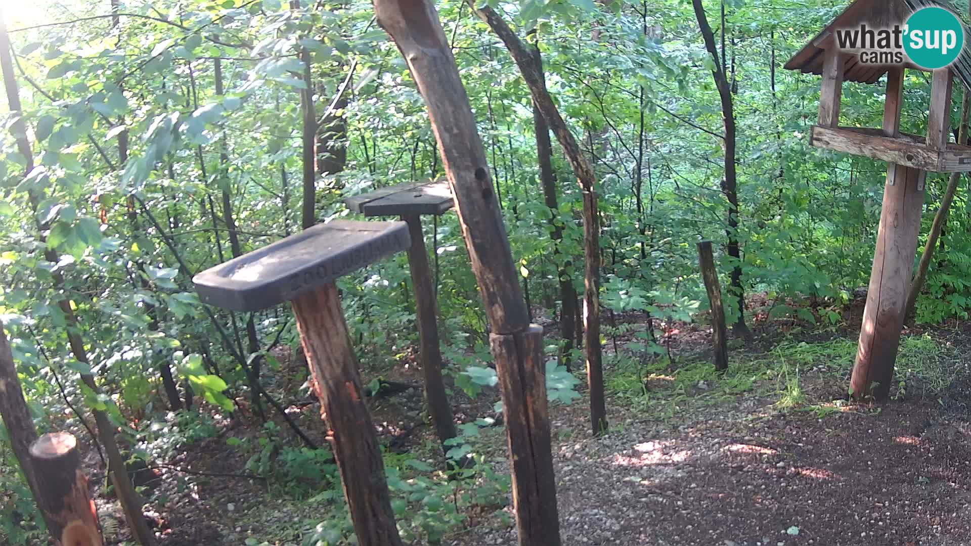 Krmilnice za ptiče v ZOO Ljubljana spletna kamera
