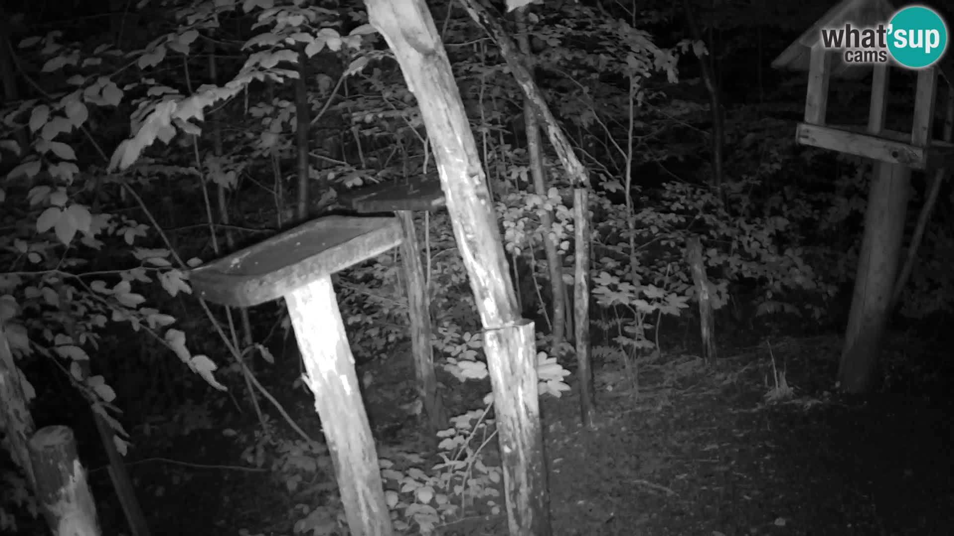 Mangiatoie per uccelli allo ZOO di Lubiana livecam