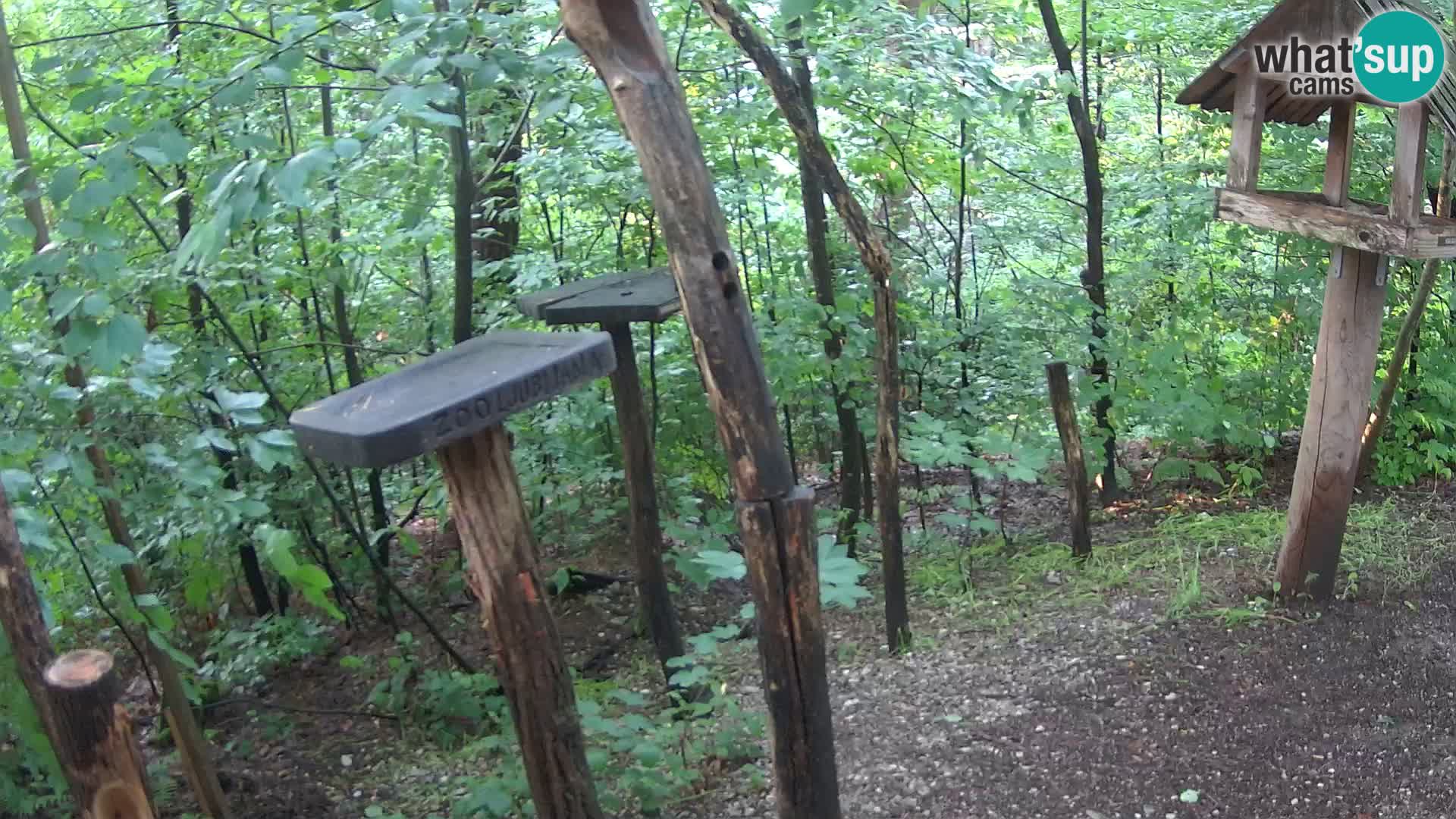 Vogelfutterhäuschen im ZOO webcam Ljubljana